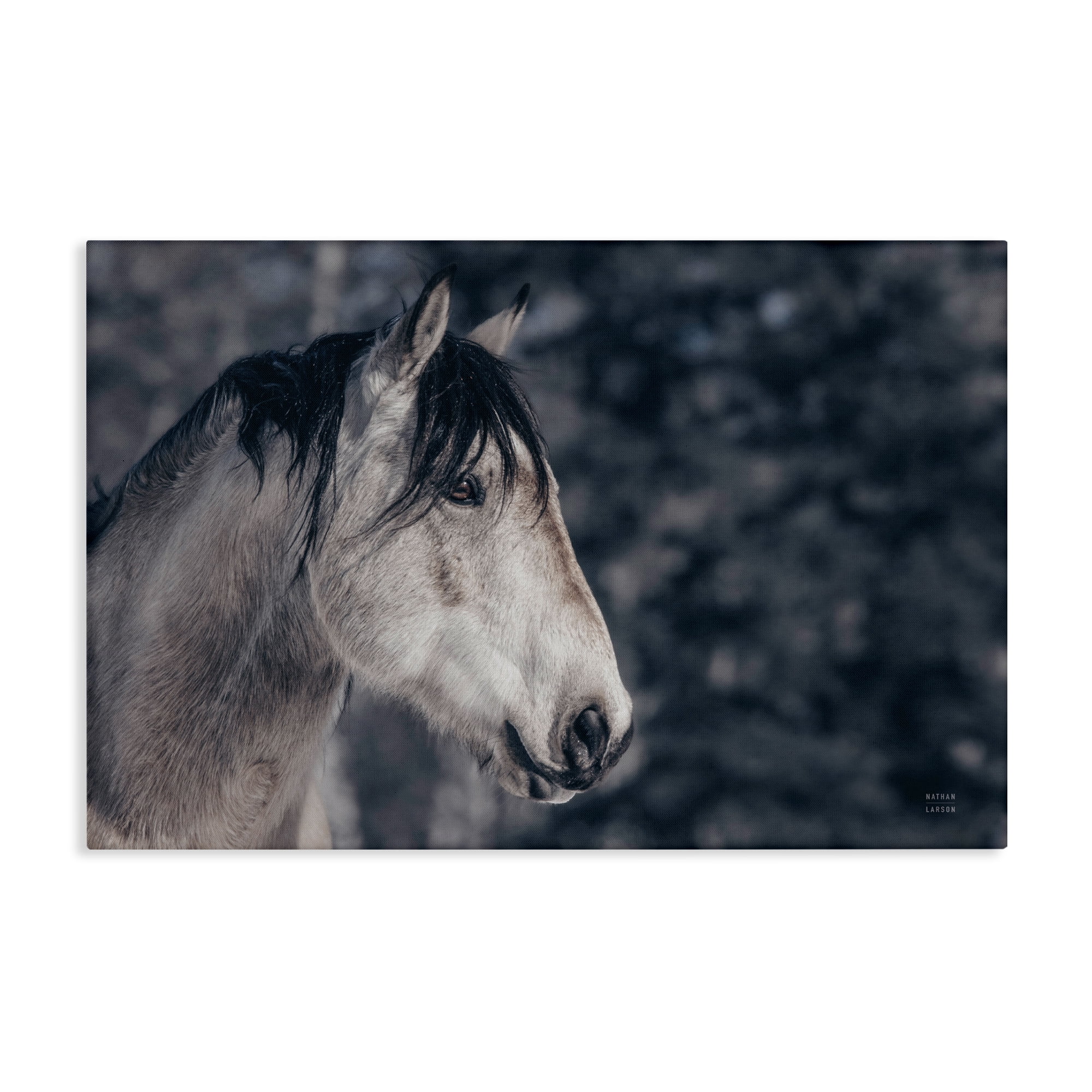 Stupell Industries Intense Gaze Stallion Animals & Insects Photography Gallery Wrapped Canvas Art Print Wall Art, 30 x 20