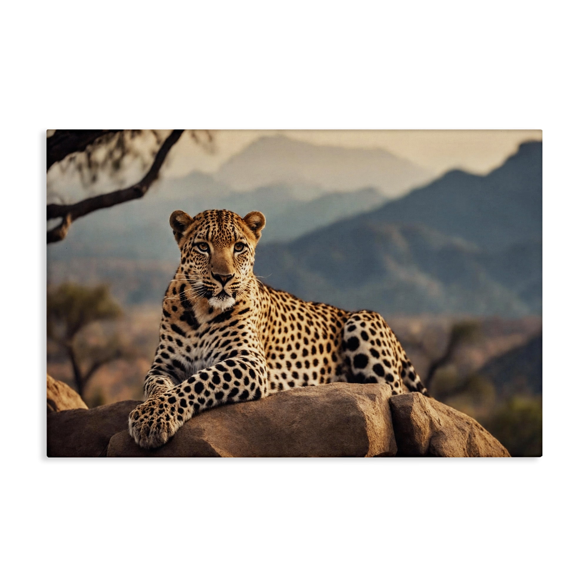 Stupell Industries Intense Watching Cheetah Animals Photography Wrapped Canvas Art Print Wall Art, 30 x 20