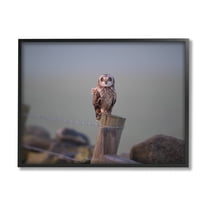 Stupell Industries Intensely Gazing Owl Perched Rural Fence Post Photograph Black Framed Art Print Wall Art, Design by James Dobson