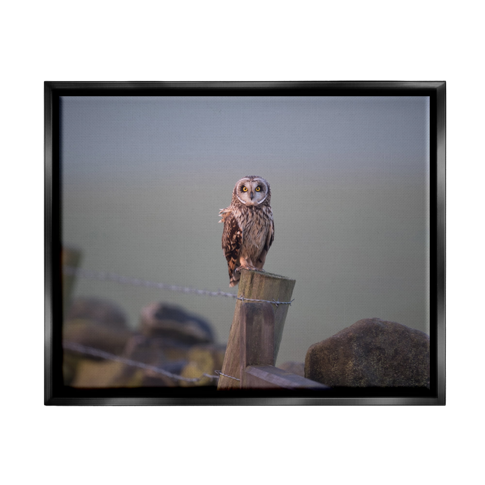 Stupell Industries Intensely Gazing Owl Perched Rural Fence Post Photograph Jet Black Floating Framed Canvas Print Wall Art, Design by James Dobson