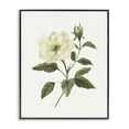 thumbnail image 1 of Stupell Industries Traditional Ivory Rose Bloom With Green Foliage Black Framed Giclee Art, 11 x 14, by Nan, 1 of 8