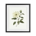 thumbnail image 1 of Stupell Industries Traditional Ivory Rose Bloom With Green Foliage Black Framed Print Under Glass, 13 x 16, by Nan, 1 of 8