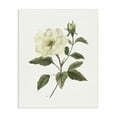 thumbnail image 1 of Stupell Industries Traditional Ivory Rose Bloom With Green Foliage Canvas Art, 16 x 20, by Nan, 1 of 8