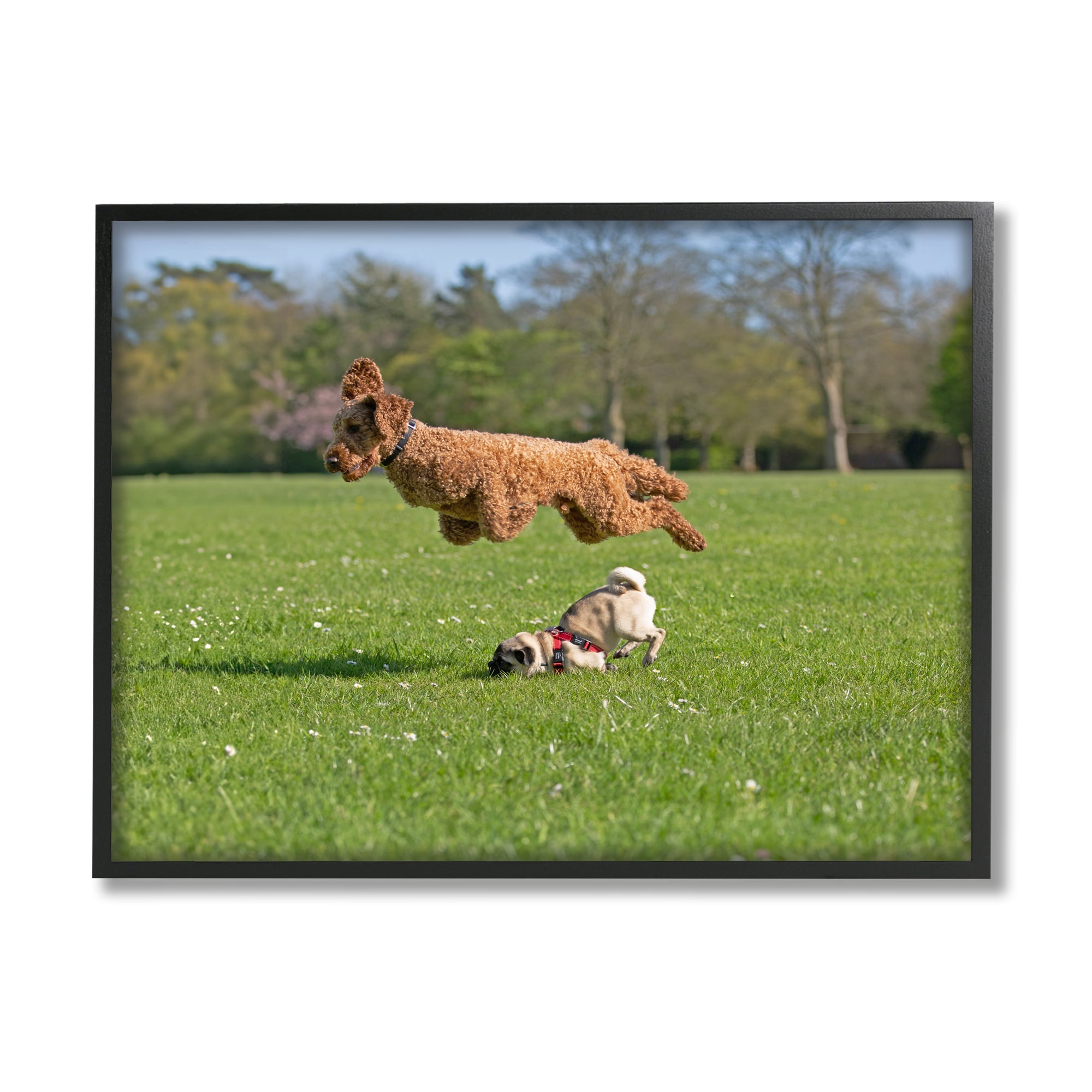 Stupell Industries Jumping Dogs in Field Animals & Insects Photography Black Framed Art Print Wall Art, 20 x 16