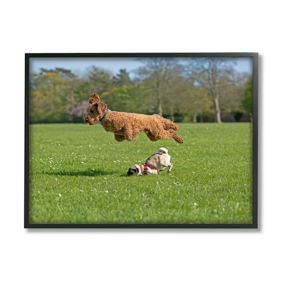 Stupell Industries Jumping Dogs in Field Animals & Insects Photography Black Framed Art Print Wall Art, 30 x 24