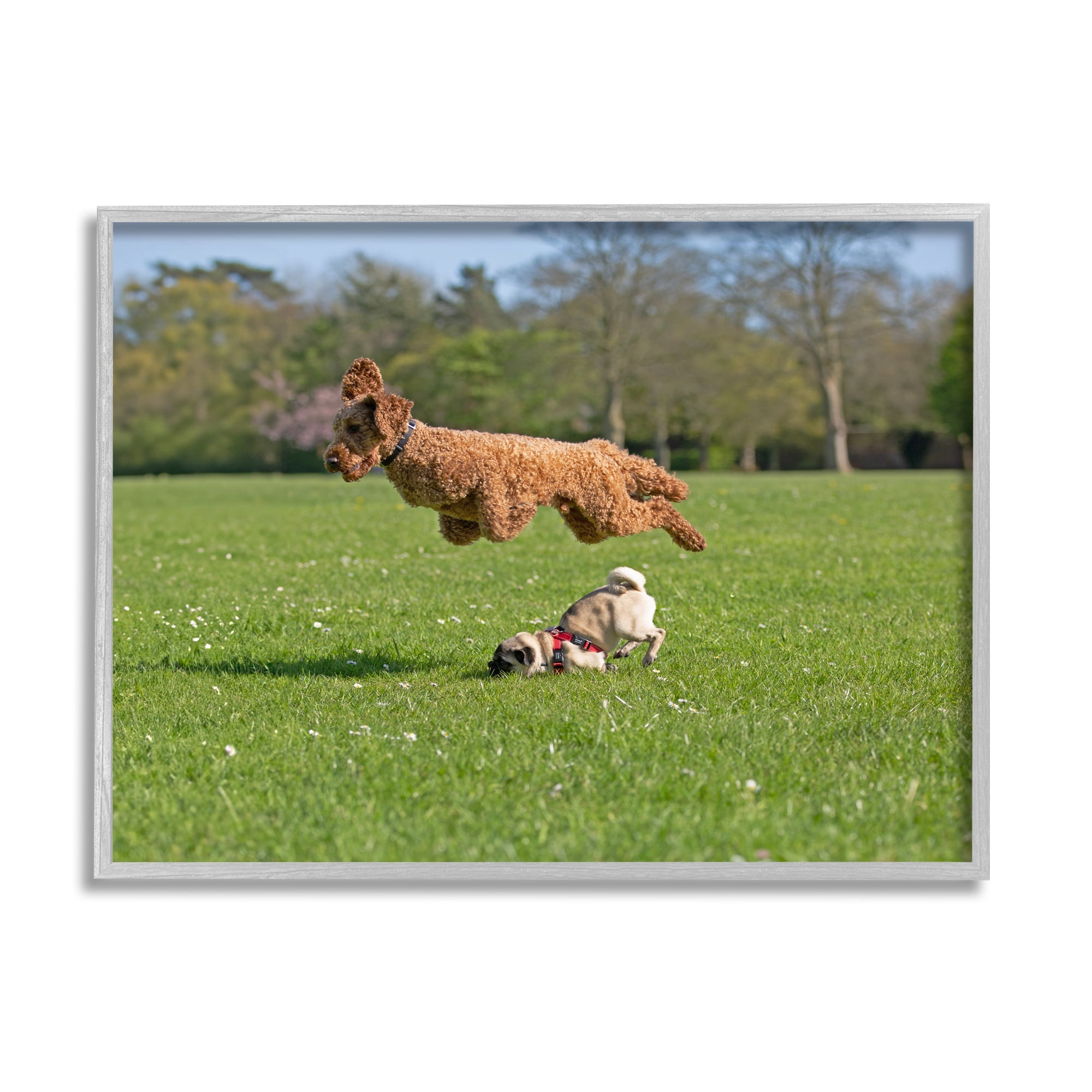Stupell Industries Jumping Dogs in Field Animals & Insects Photography Gray Framed Art Print Wall Art, 30 x 24