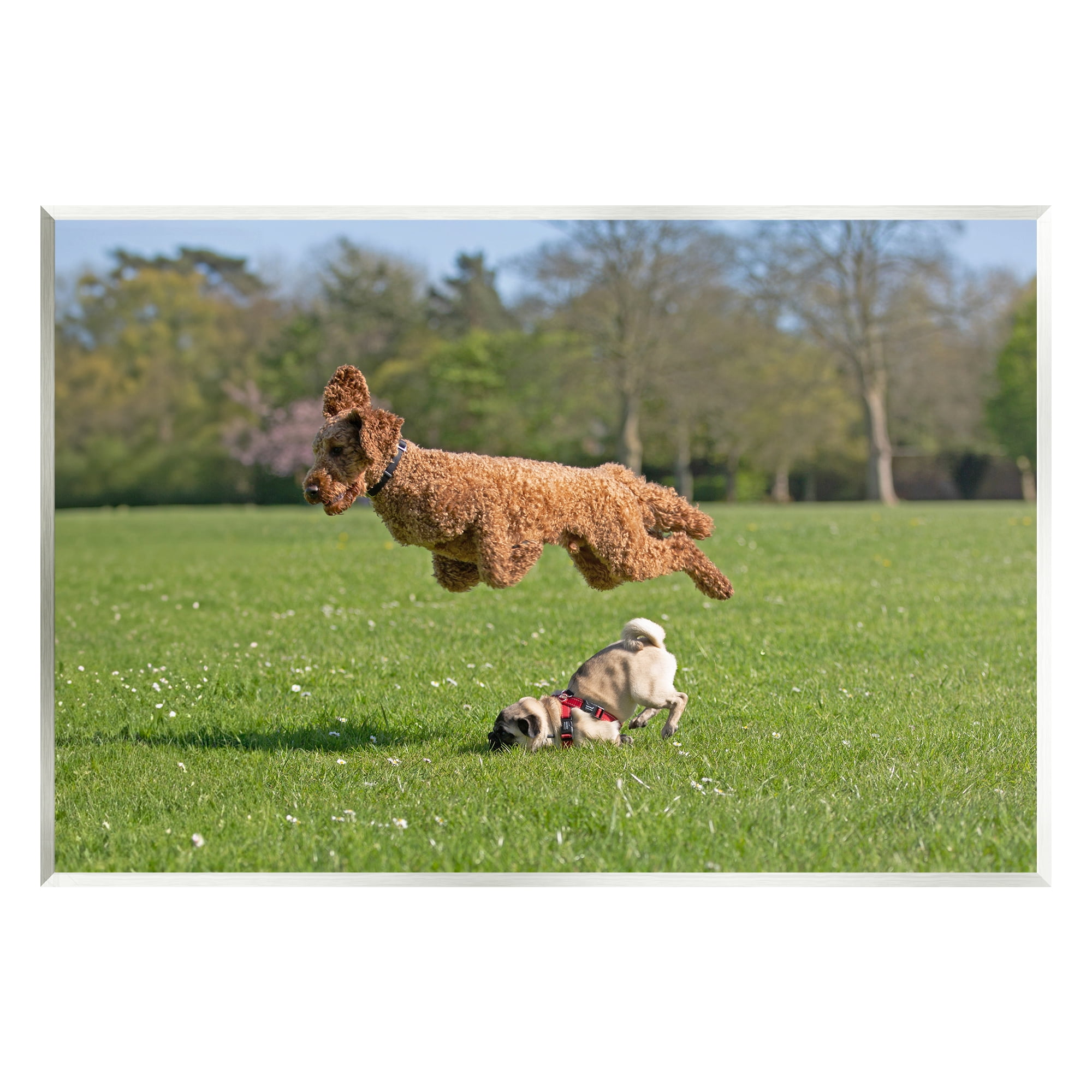 Stupell Industries Jumping Dogs in Field Animals & Insects Photography Unframed Art Print Wall Art, 15 x 10
