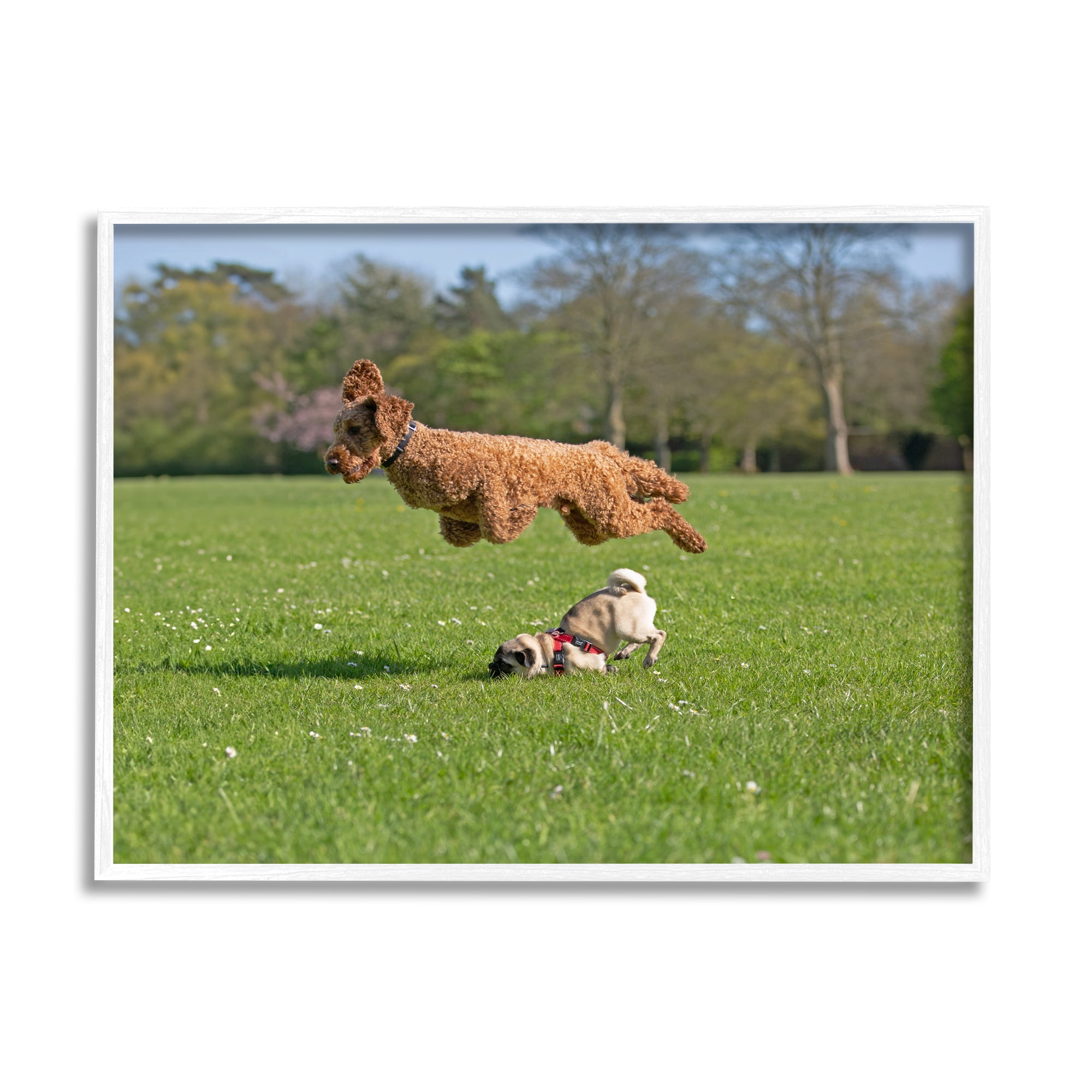 Stupell Industries Jumping Dogs in Field Animals & Insects Photography White Framed Art Print Wall Art, 14 x 11