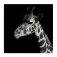 thumbnail image 1 of Stupell Industries Jungle Giraffe Portrait Animals Photography Wrapped Canvas Art Print Wall Art, 30 x 30, 1 of 2