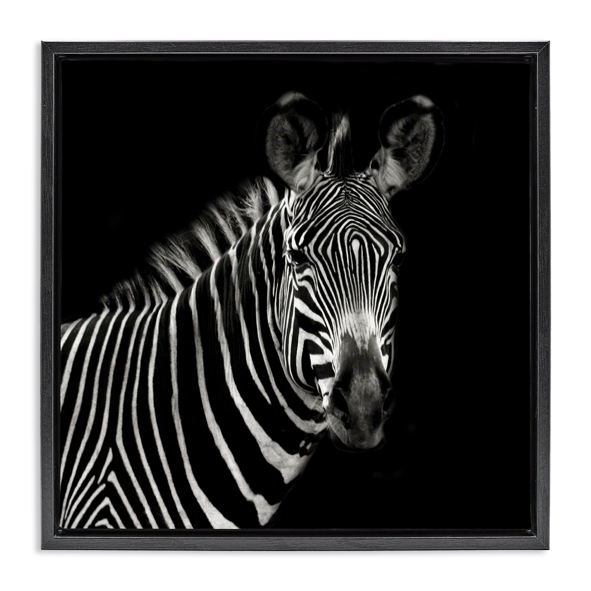 Stupell Industries Jungle Zebra Portrait Animals Photography Black Floater Framed Canvas Art Print Wall Art, 25 x 25