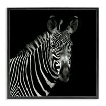 Stupell Industries Jungle Zebra Portrait Animals Photography Black Framed Art Print Wall Art, 12 x 12
