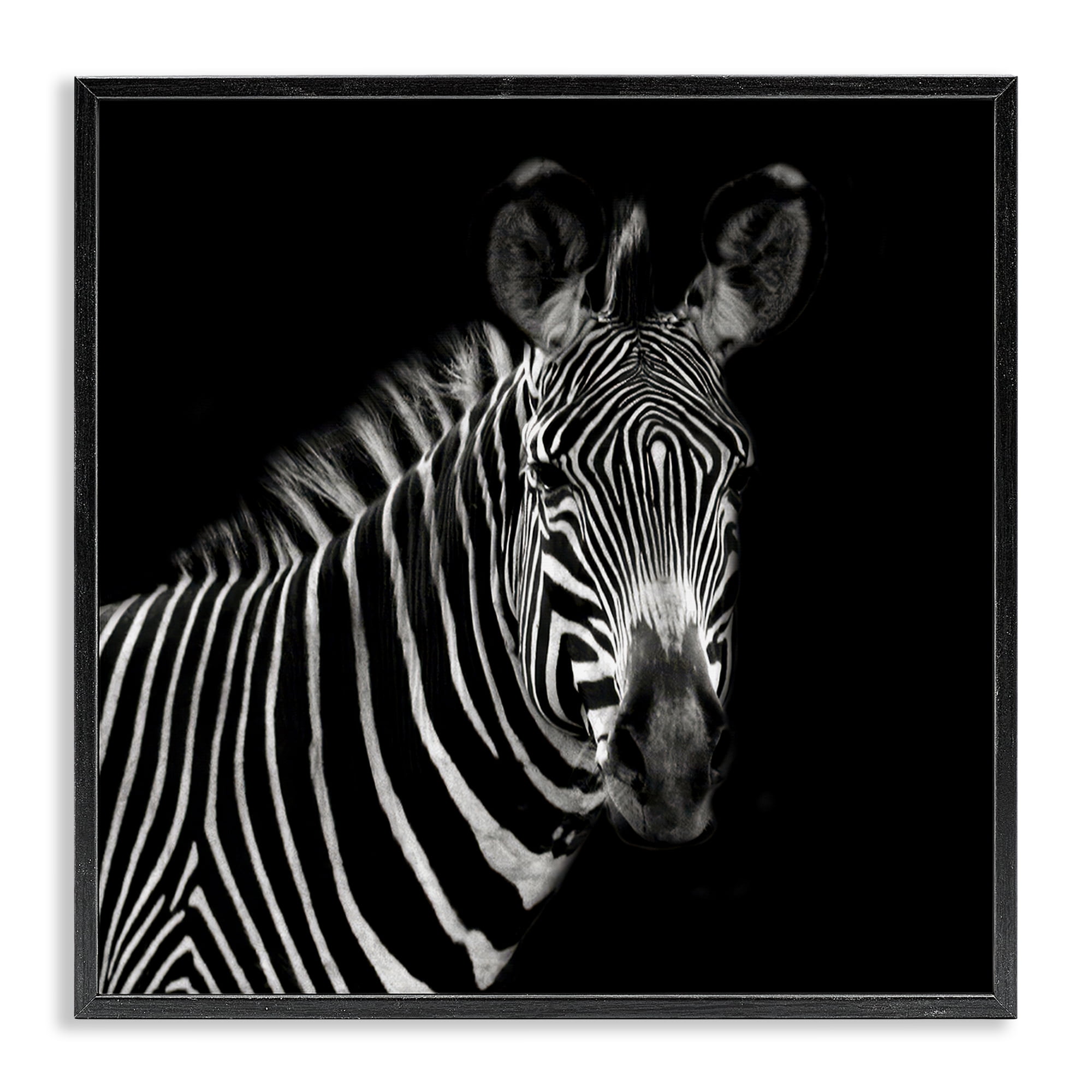 Stupell Industries Jungle Zebra Portrait Animals Photography Black Framed Art Print Wall Art, 24 x 24