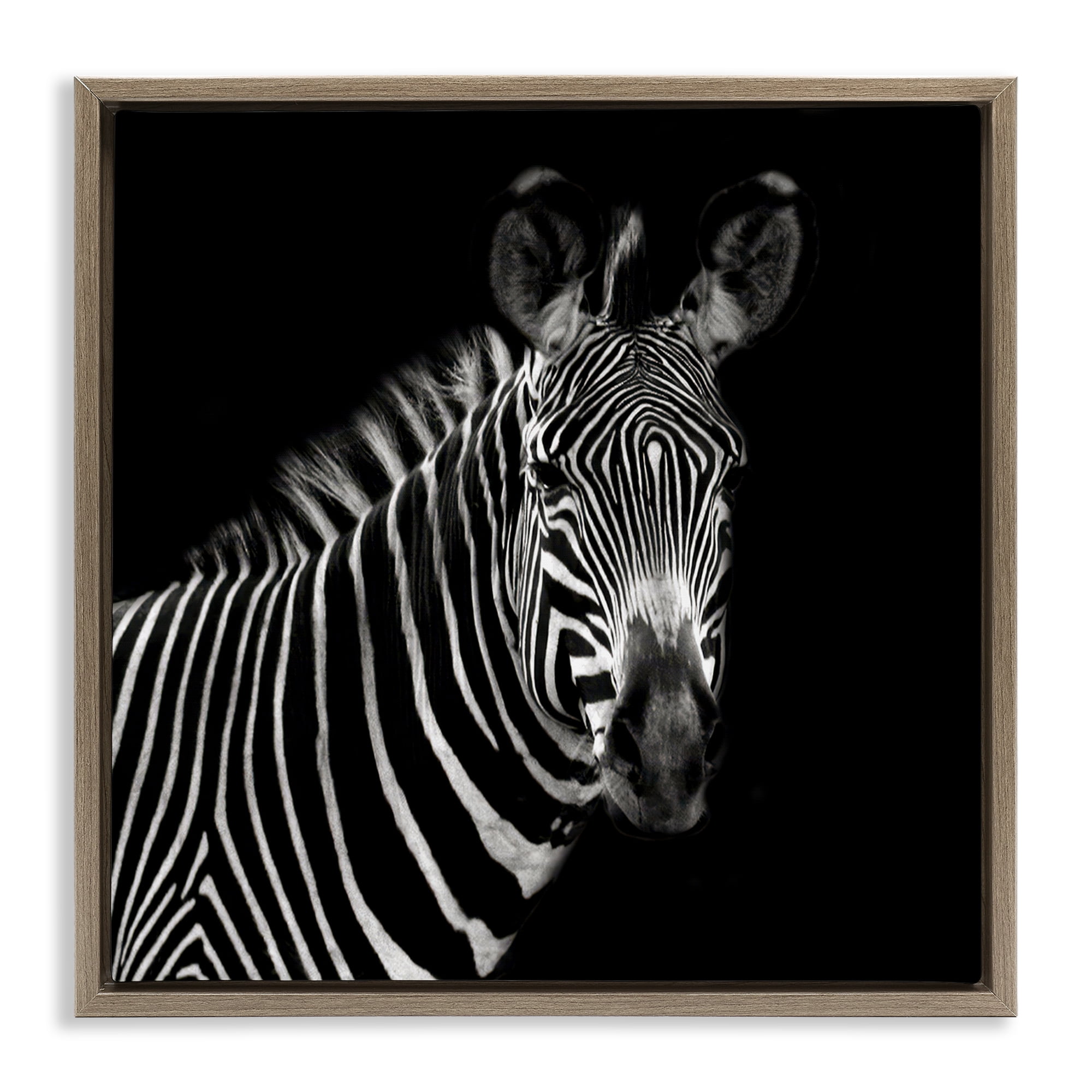 Stupell Industries Jungle Zebra Portrait Animals Photography Brown Floater Framed Canvas Art Print Wall Art, 18 x 18
