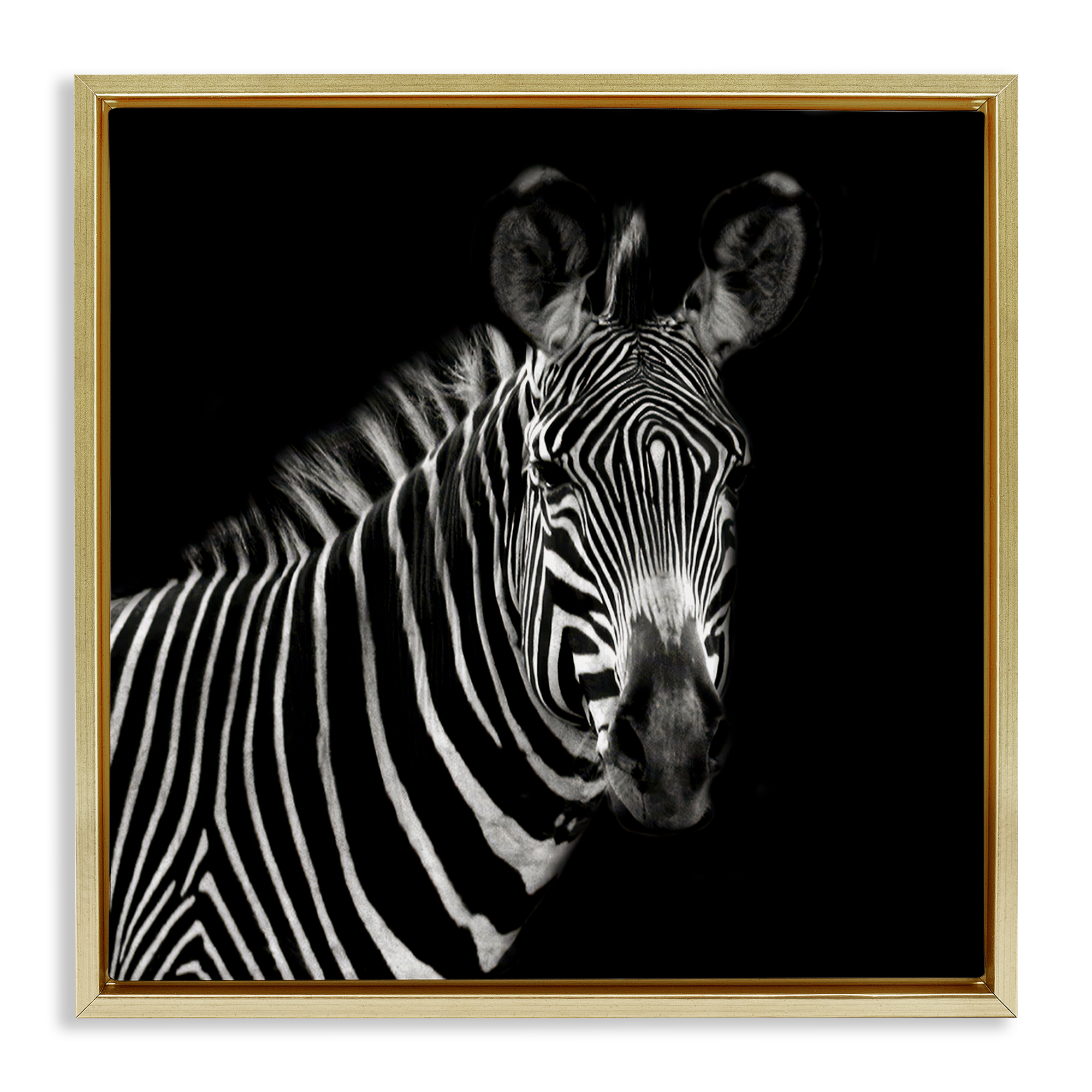 Stupell Industries Jungle Zebra Portrait Animals Photography Gold Floater Framed Canvas Art Print Wall Art, 25 x 25