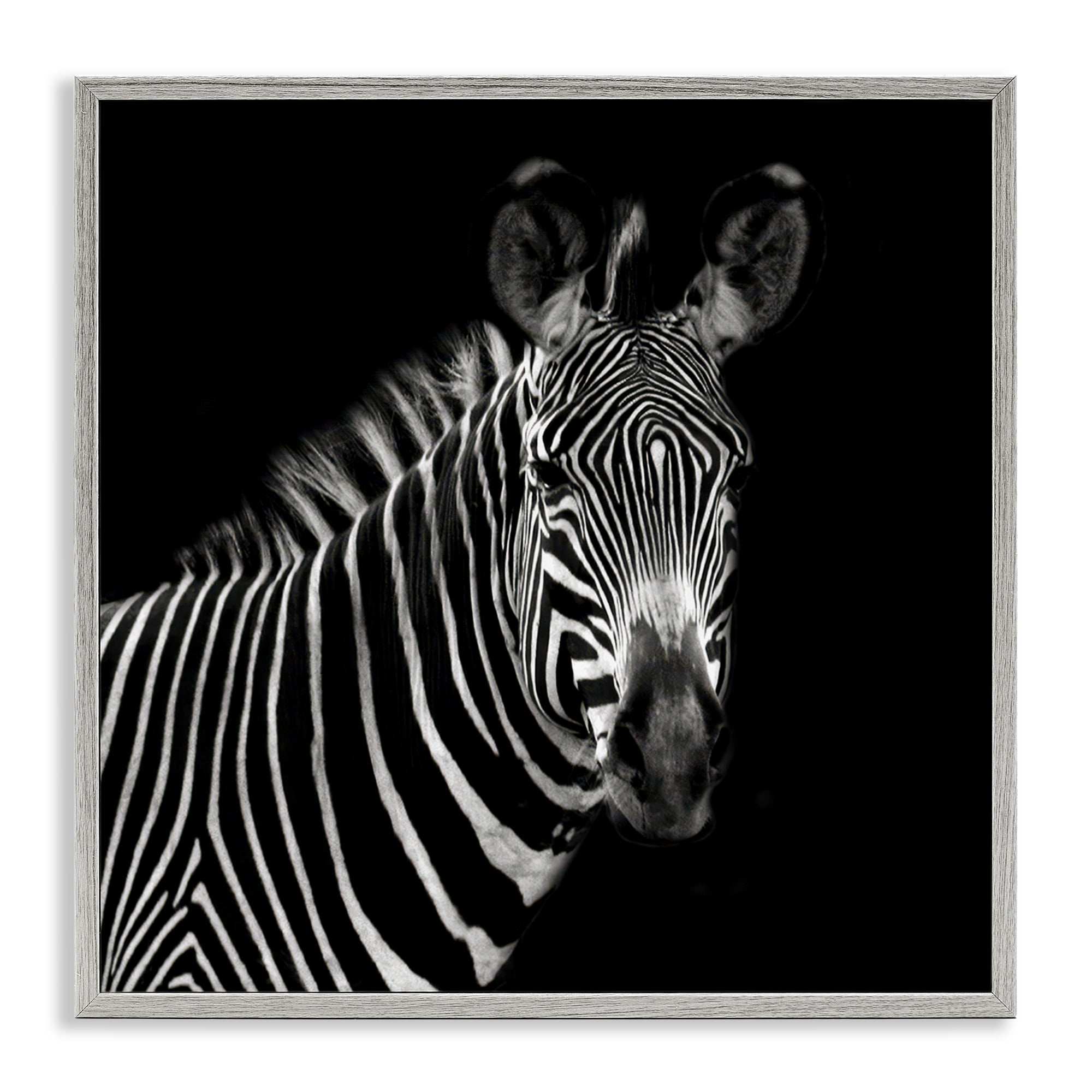 Stupell Industries Jungle Zebra Portrait Animals Photography Gray Framed Art Print Wall Art, 12 x 12