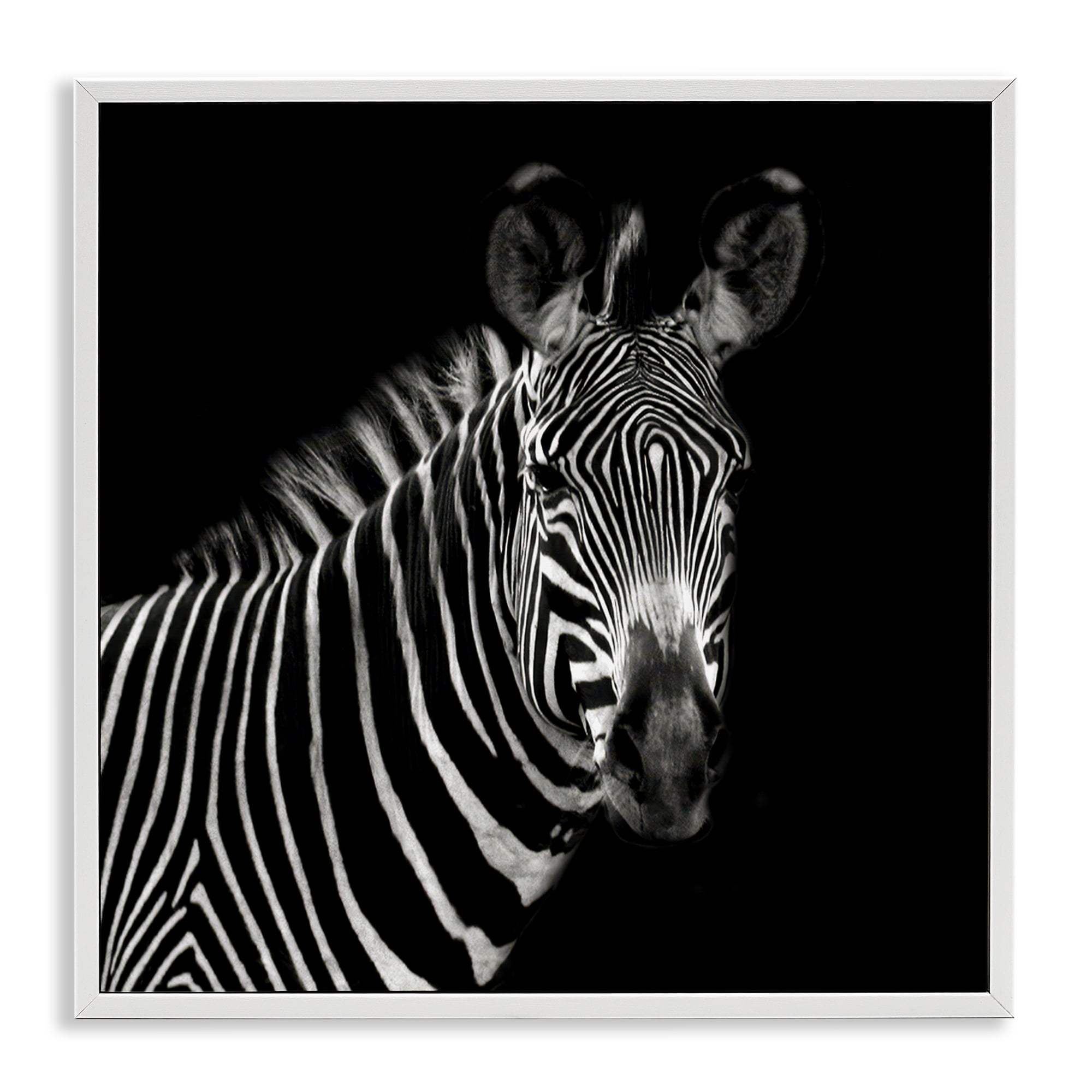 Stupell Industries Jungle Zebra Portrait Animals Photography White Framed Art Print Wall Art, 12 x 12