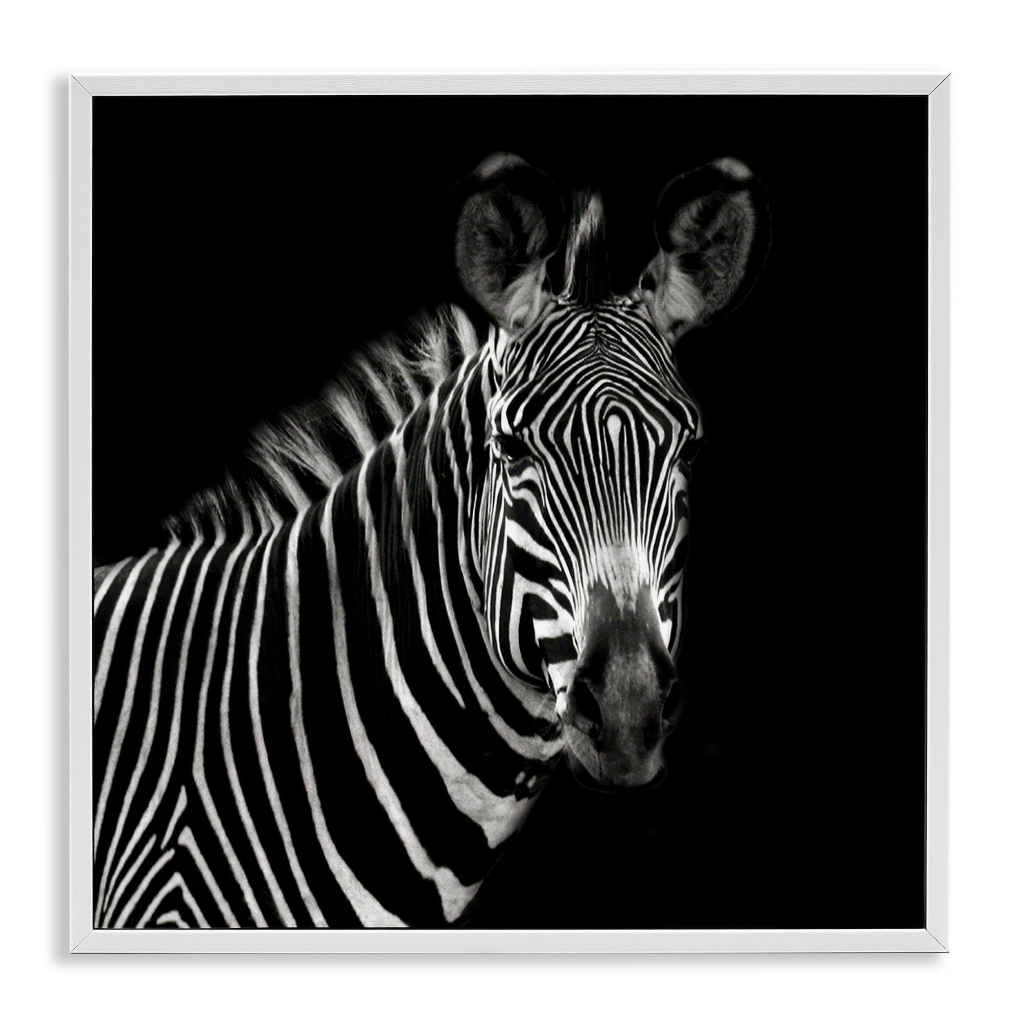 Stupell Industries Jungle Zebra Portrait Animals Photography White Framed Art Print Wall Art, 24 x 24