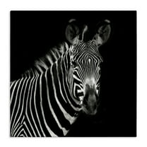 Stupell Industries Jungle Zebra Portrait Animals Photography Wrapped Canvas Art Print Wall Art, 17 x 17