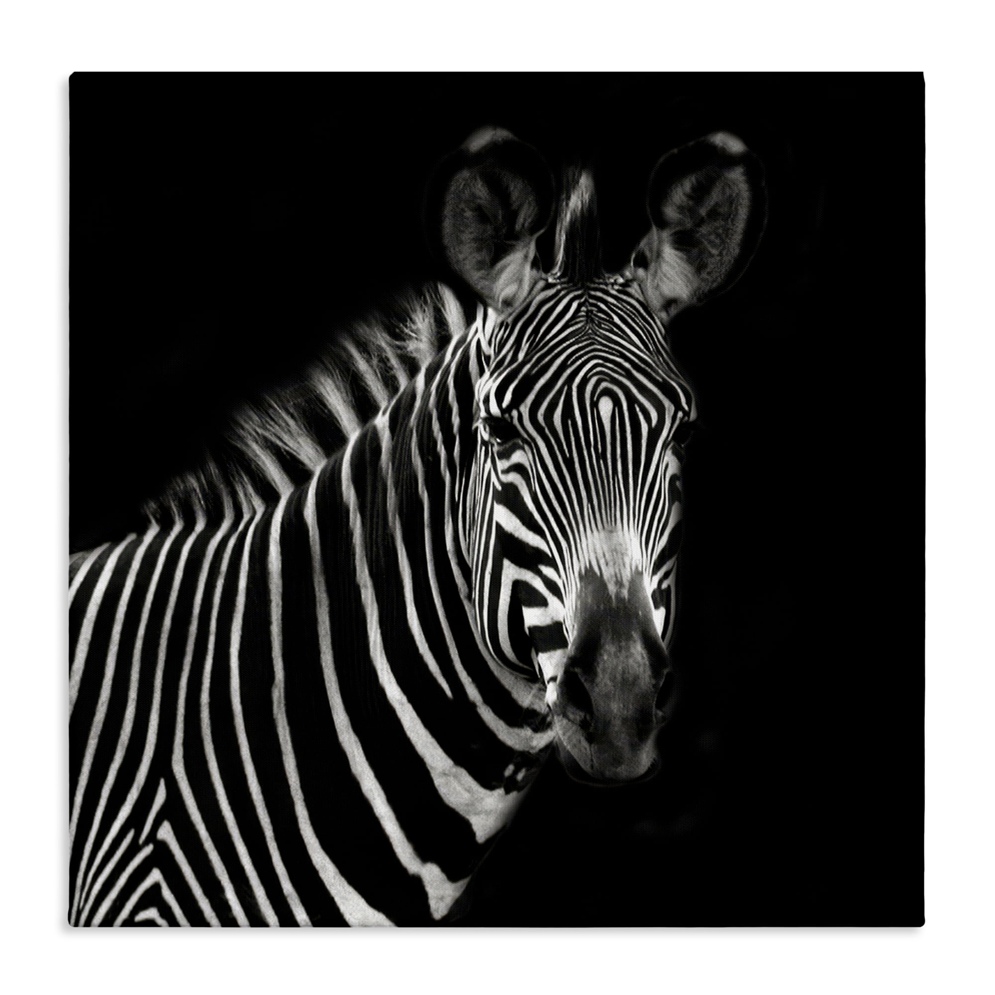 Stupell Industries Jungle Zebra Portrait Animals Photography Wrapped Canvas Art Print Wall Art, 30 x 30