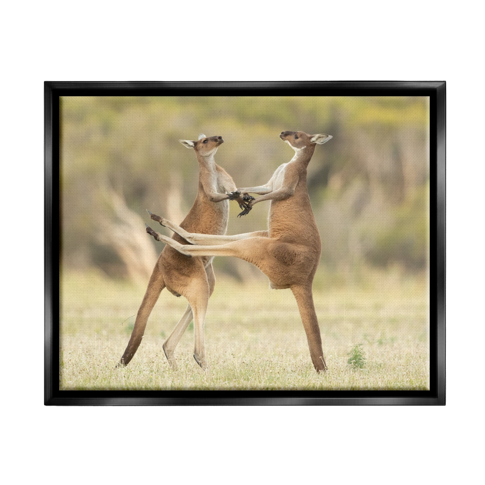 Stupell Industries Kangaroo Duo Photography Animals & Insects Photography Black Floater Framed Canvas Art Print Wall Art, 31 x 25