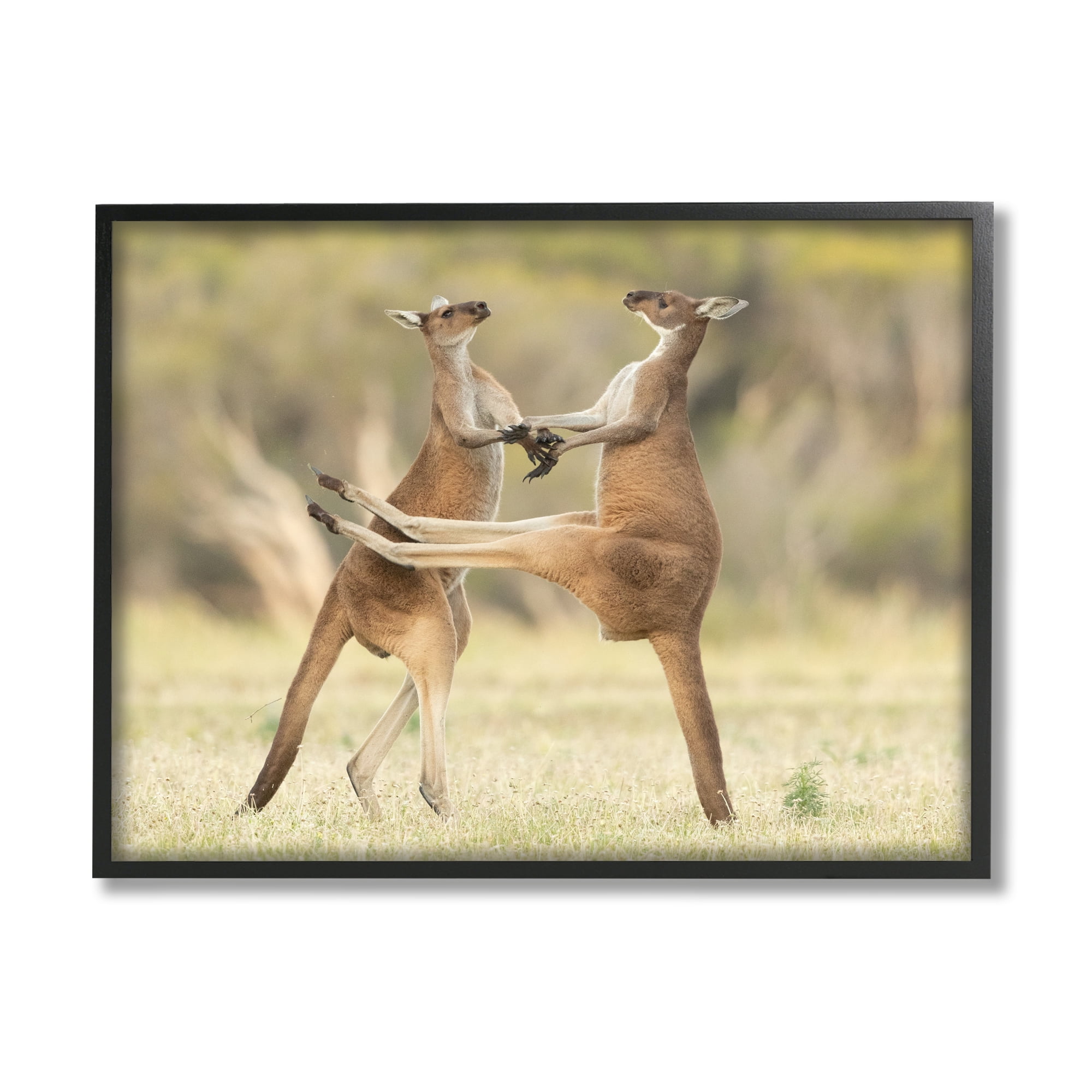 Stupell Industries Kangaroo Duo Photography Animals & Insects Photography Black Framed Art Print Wall Art, 14 x 11