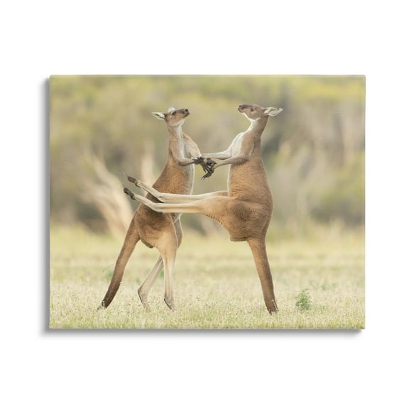 Stupell Industries Kangaroo Duo Photography Animals & Insects Photography Gallery Wrapped Canvas Art Print Wall Art, 20 x 16