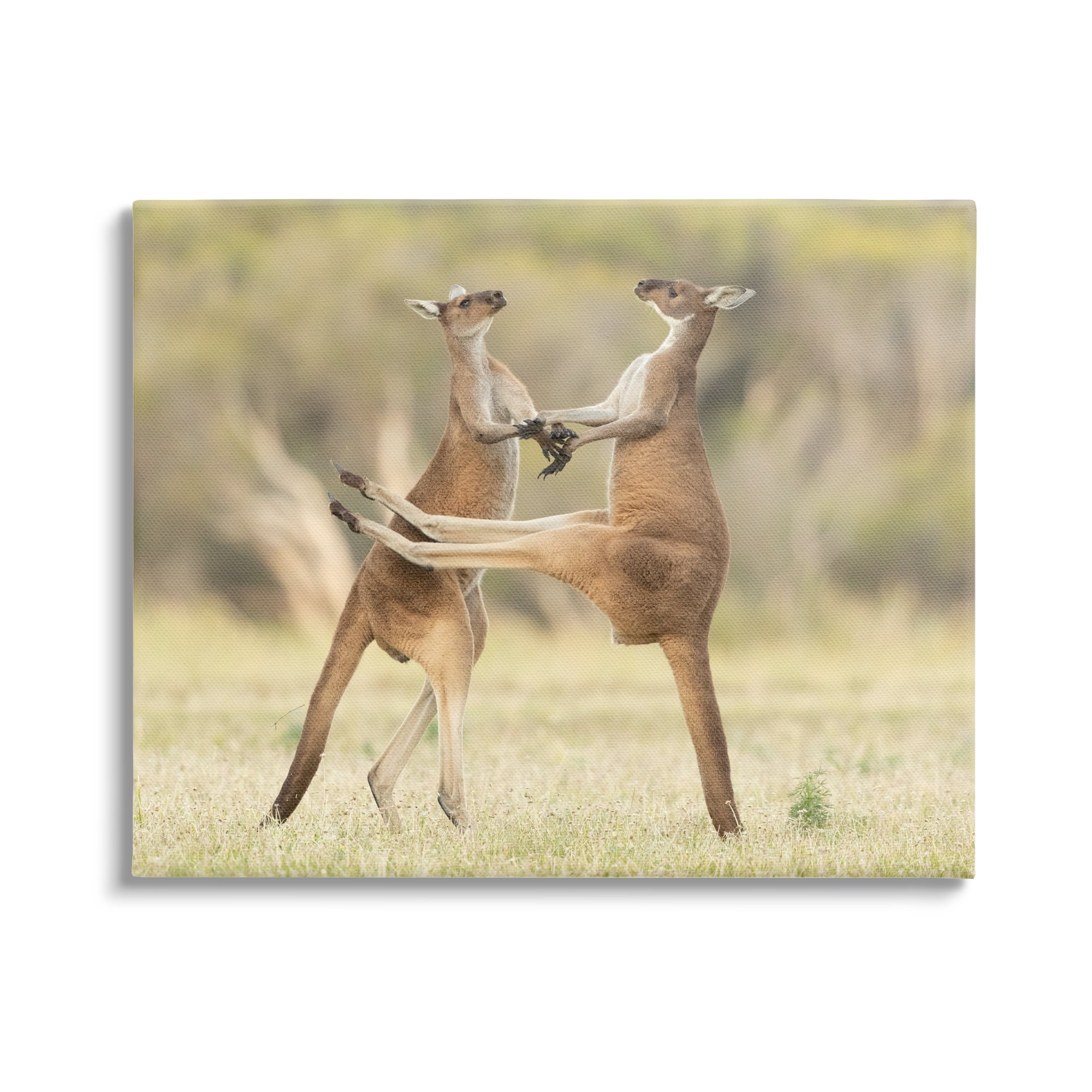 Stupell Industries Kangaroo Duo Photography Animals & Insects Photography Gallery Wrapped Canvas Art Print Wall Art, 40 x 30