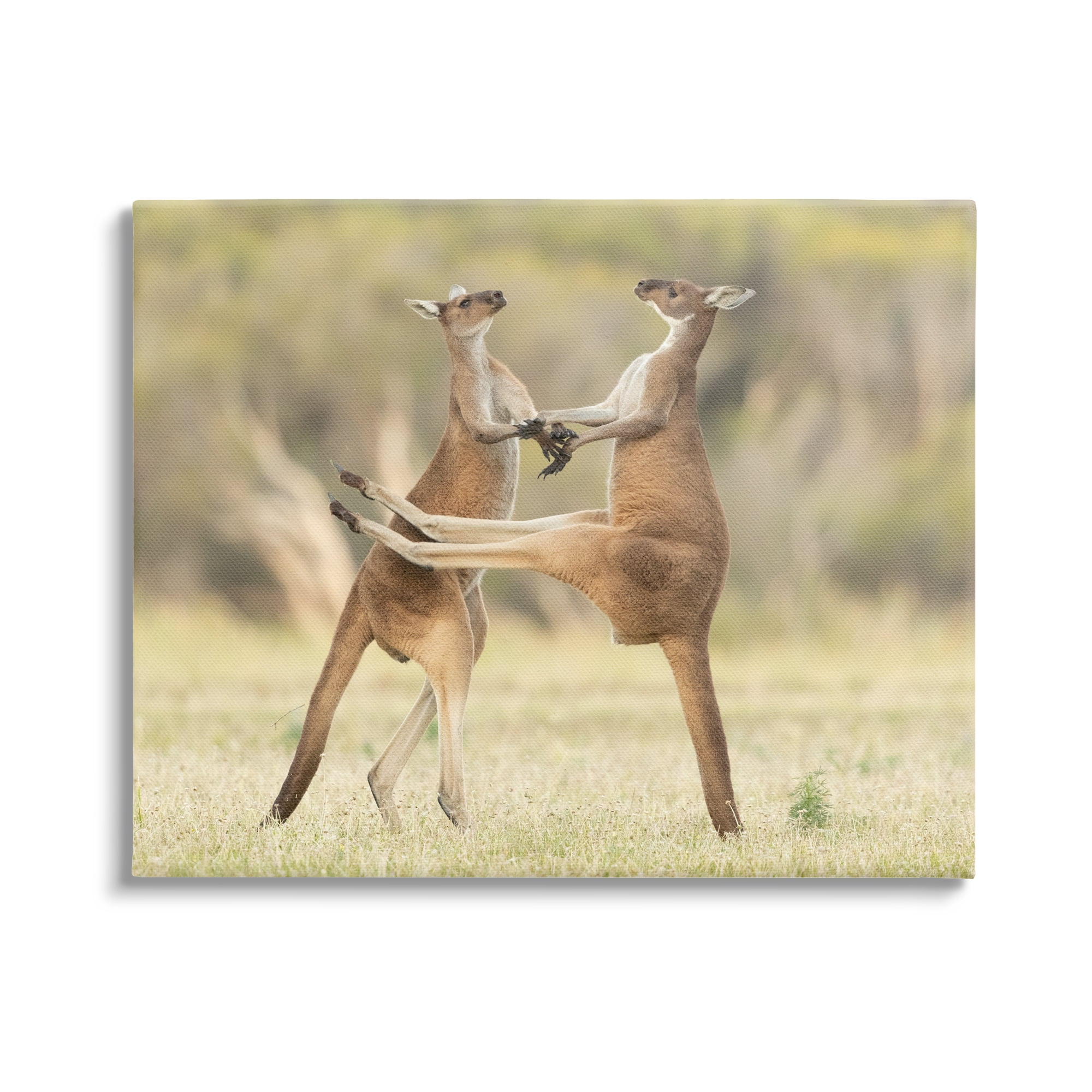 Stupell Industries Kangaroo Duo Photography Animals & Insects Photography Gallery Wrapped Canvas Art Print Wall Art, 48 x 36