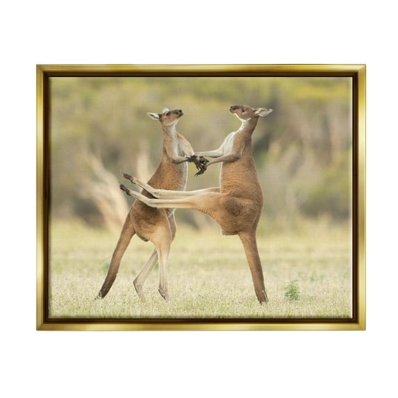 Stupell Industries Kangaroo Duo Photography Animals & Insects Photography Gold Floater Framed Canvas Art Print Wall Art, 21 x 17