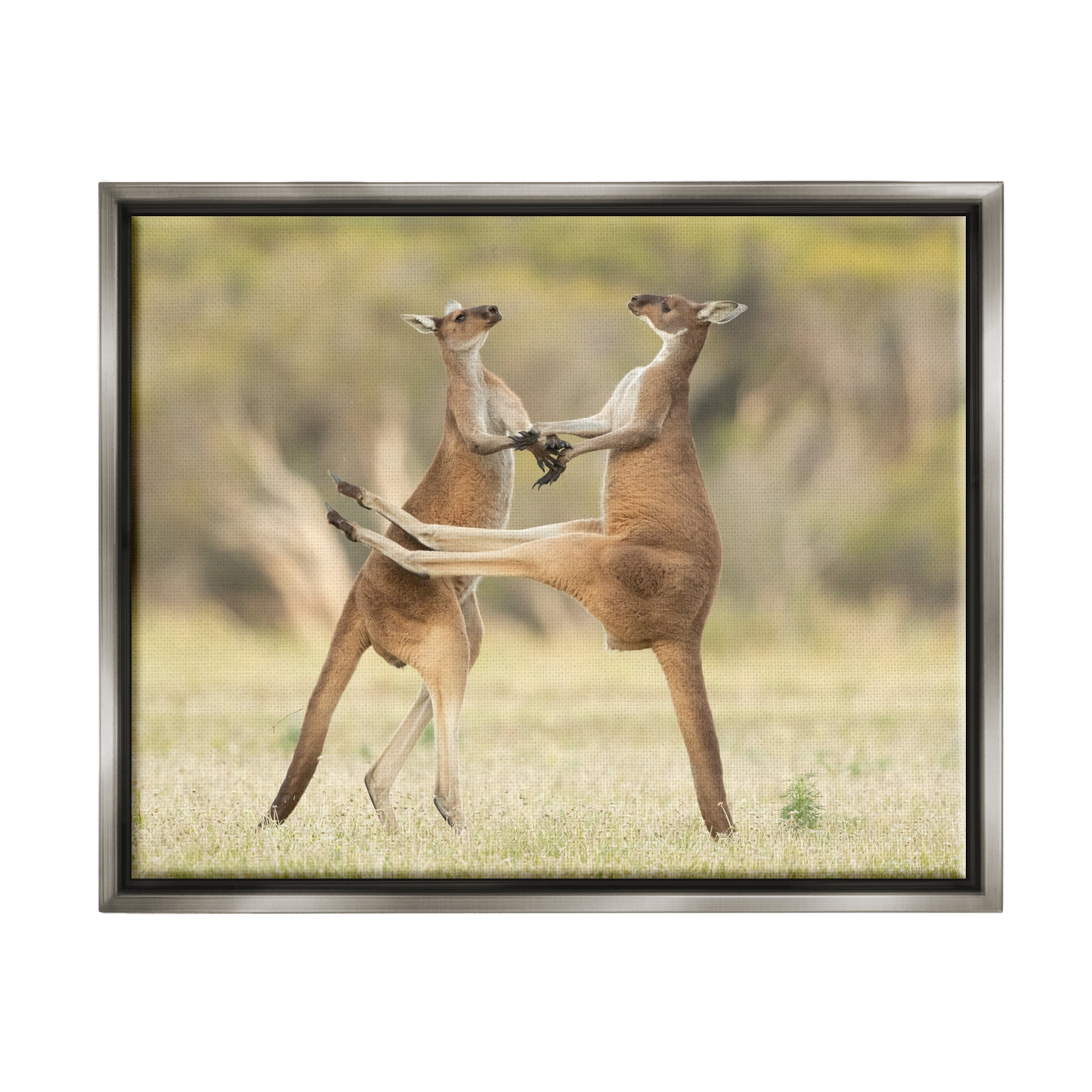 Stupell Industries Kangaroo Duo Photography Animals & Insects Photography Gray Floater Framed Canvas Art Print Wall Art, 31 x 25