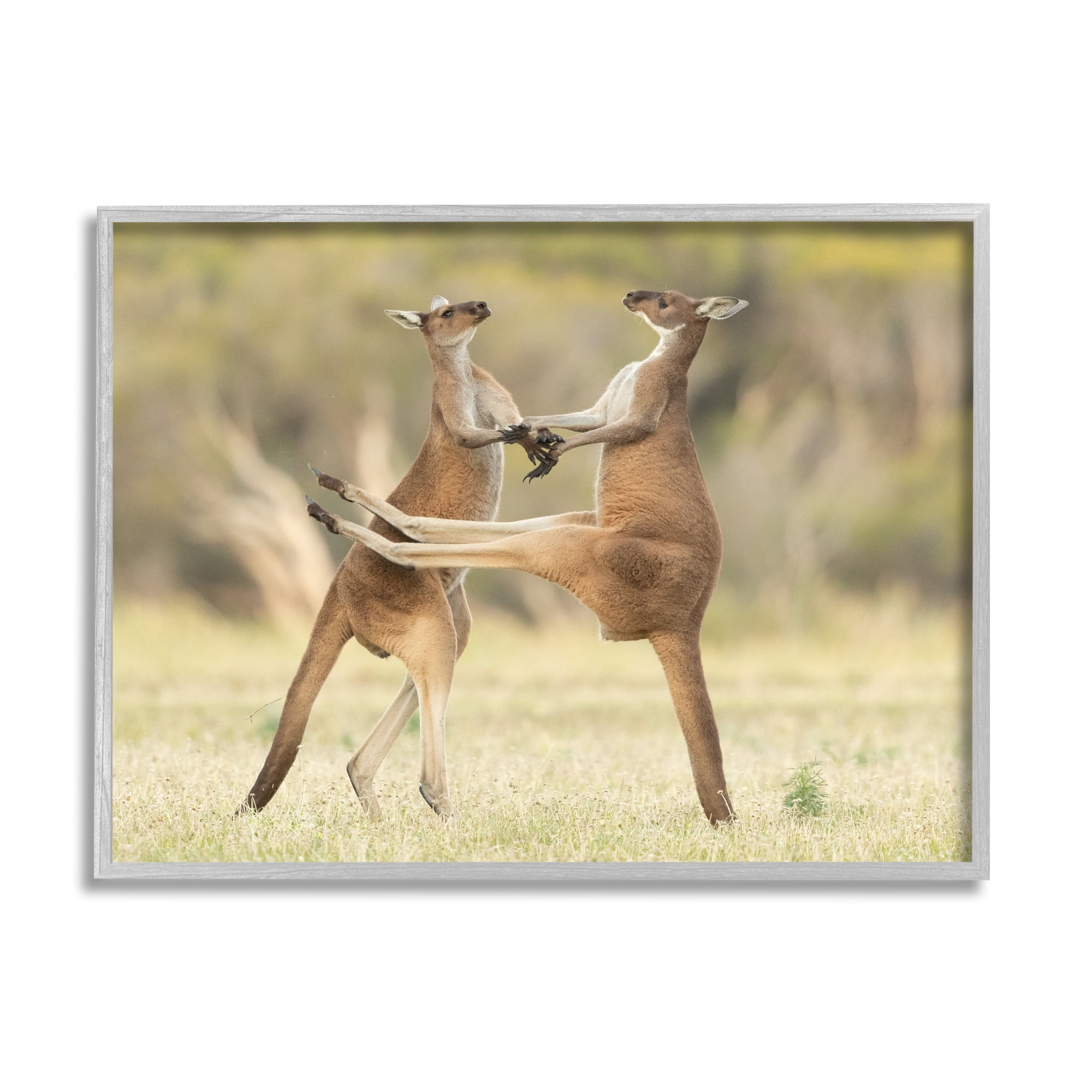 Stupell Industries Kangaroo Duo Photography Animals & Insects Photography Gray Framed Art Print Wall Art, 20 x 16