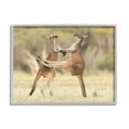 thumbnail image 1 of Stupell Industries Kangaroo Duo Photography Animals & Insects Photography Gray Framed Art Print Wall Art, 20 x 16, 1 of 9
