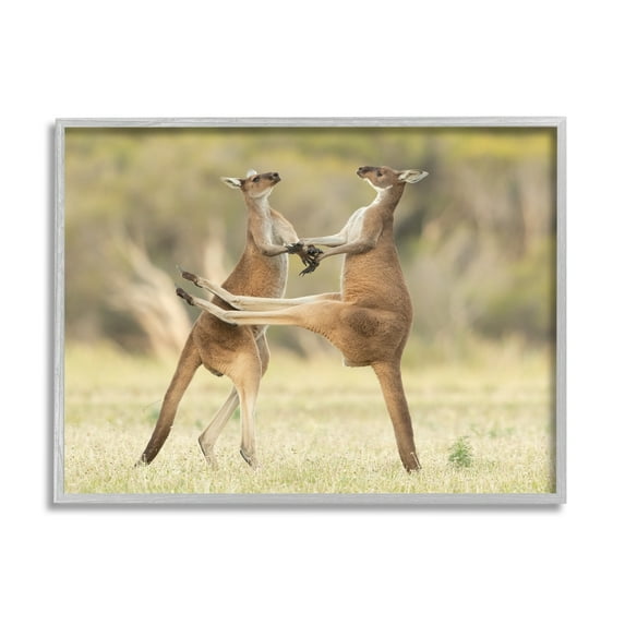Stupell Industries Kangaroo Duo Photography Animals & Insects Photography Gray Framed Art Print Wall Art, 30 x 24