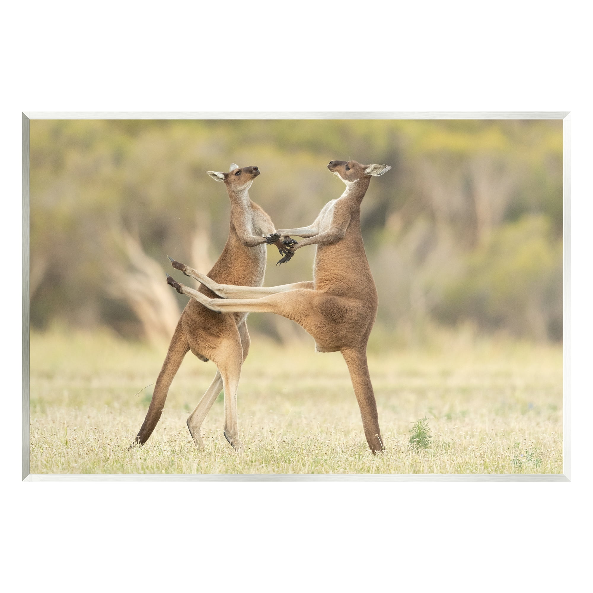 Stupell Industries Kangaroo Duo Photography Animals & Insects Photography Unframed Art Print Wall Art, 19 x 13