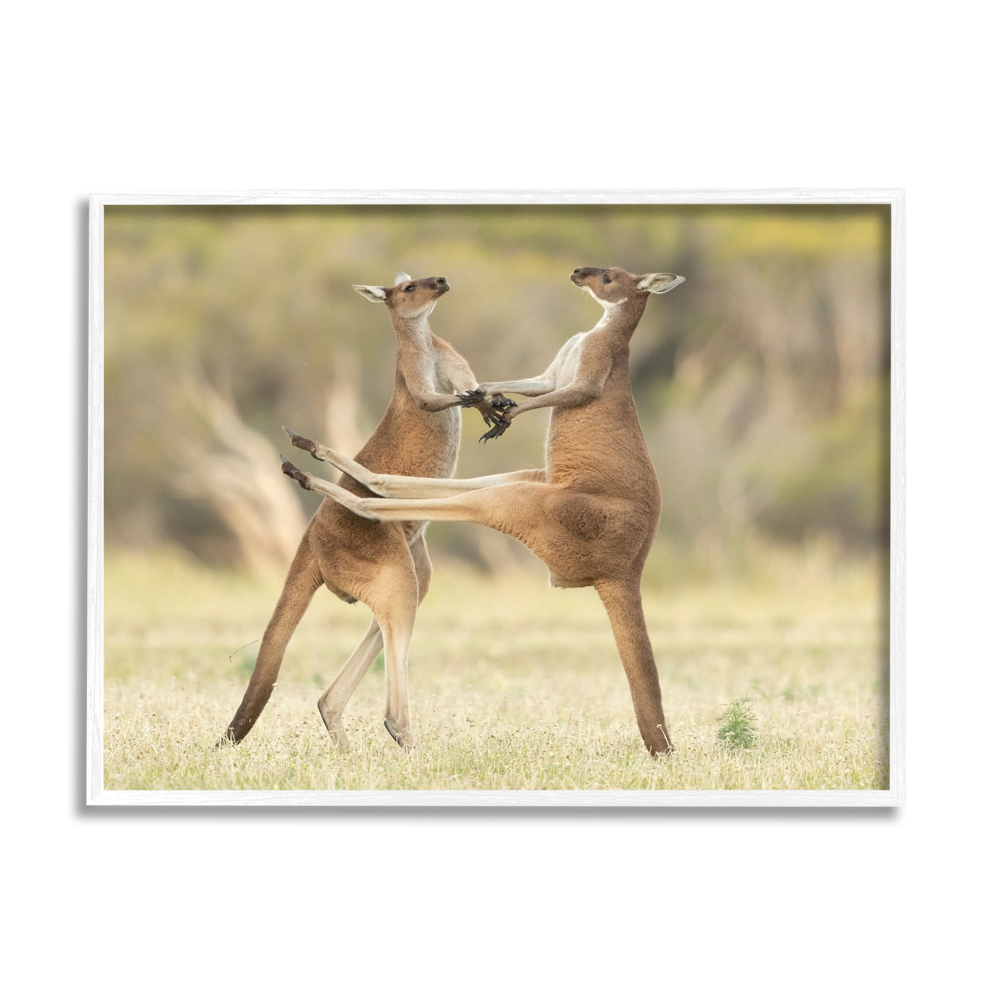 Stupell Industries Kangaroo Duo Photography Animals & Insects Photography White Framed Art Print Wall Art, 14 x 11