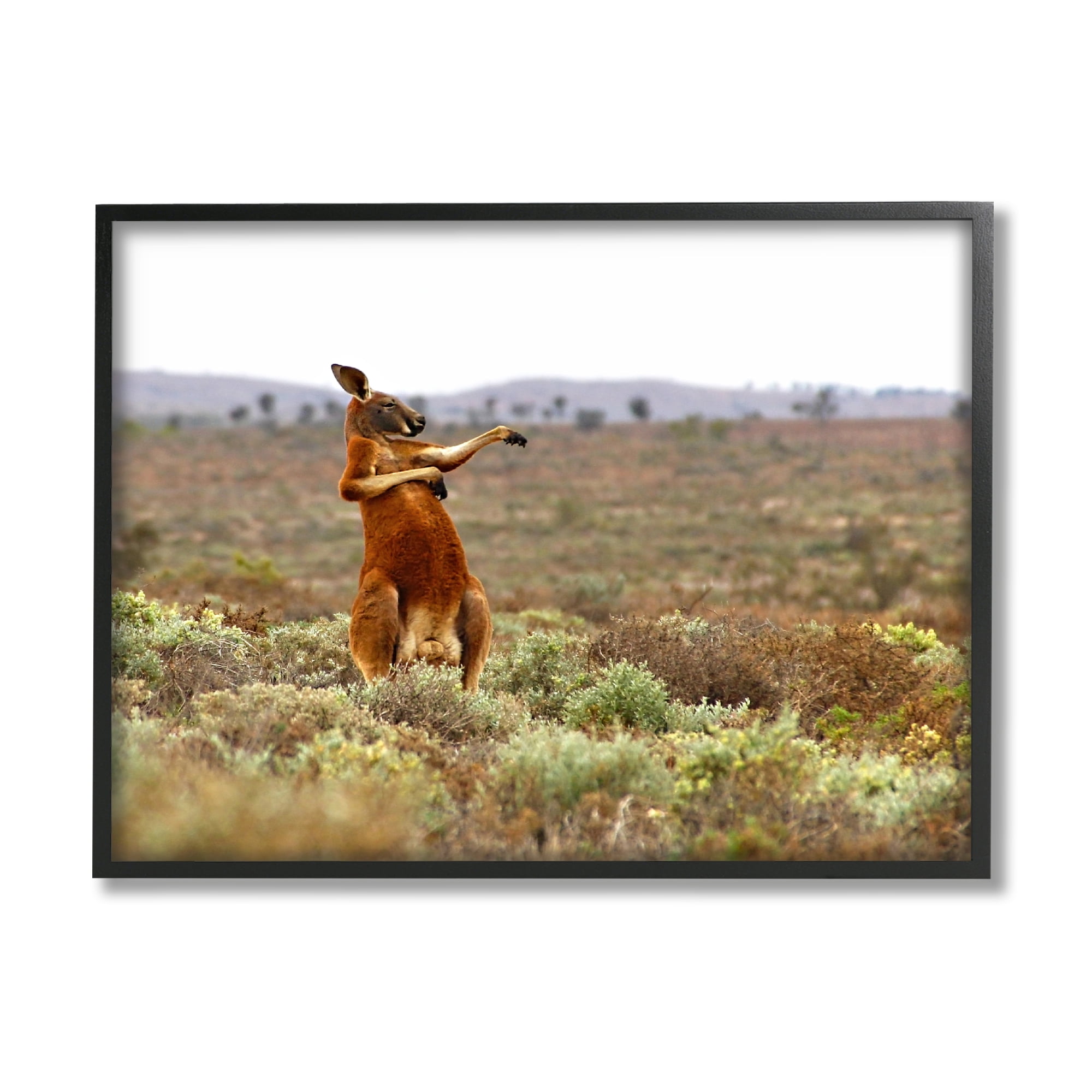 Stupell Industries Kangaroo Savanna Landscape Animals & Insects Photography Black Framed Art Print Wall Art, 30 x 24