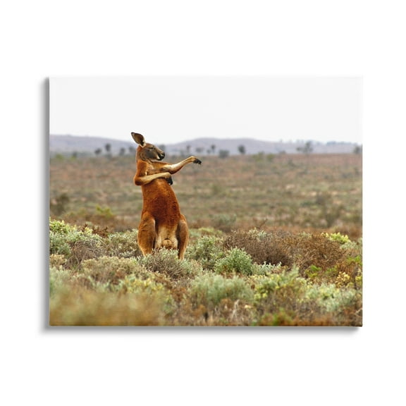 Stupell Industries Kangaroo Savanna Landscape Animals & Insects Photography Gallery Wrapped Canvas Art Print Wall Art, 20 x 16