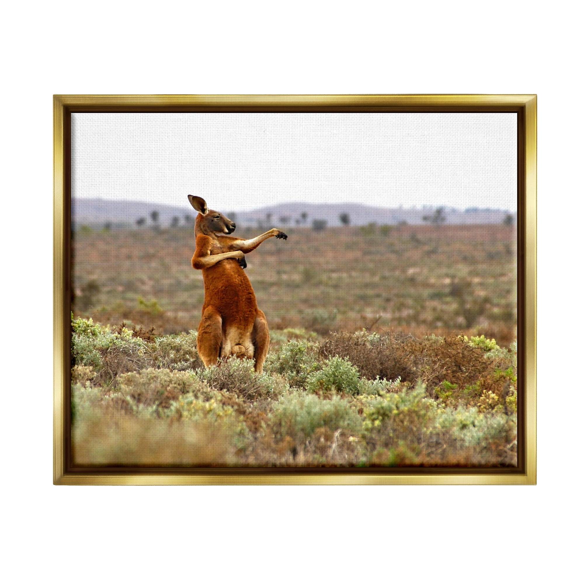 Stupell Industries Kangaroo Savanna Landscape Animals & Insects Photography Gold Floater Framed Canvas Art Print Wall Art, 21 x 17