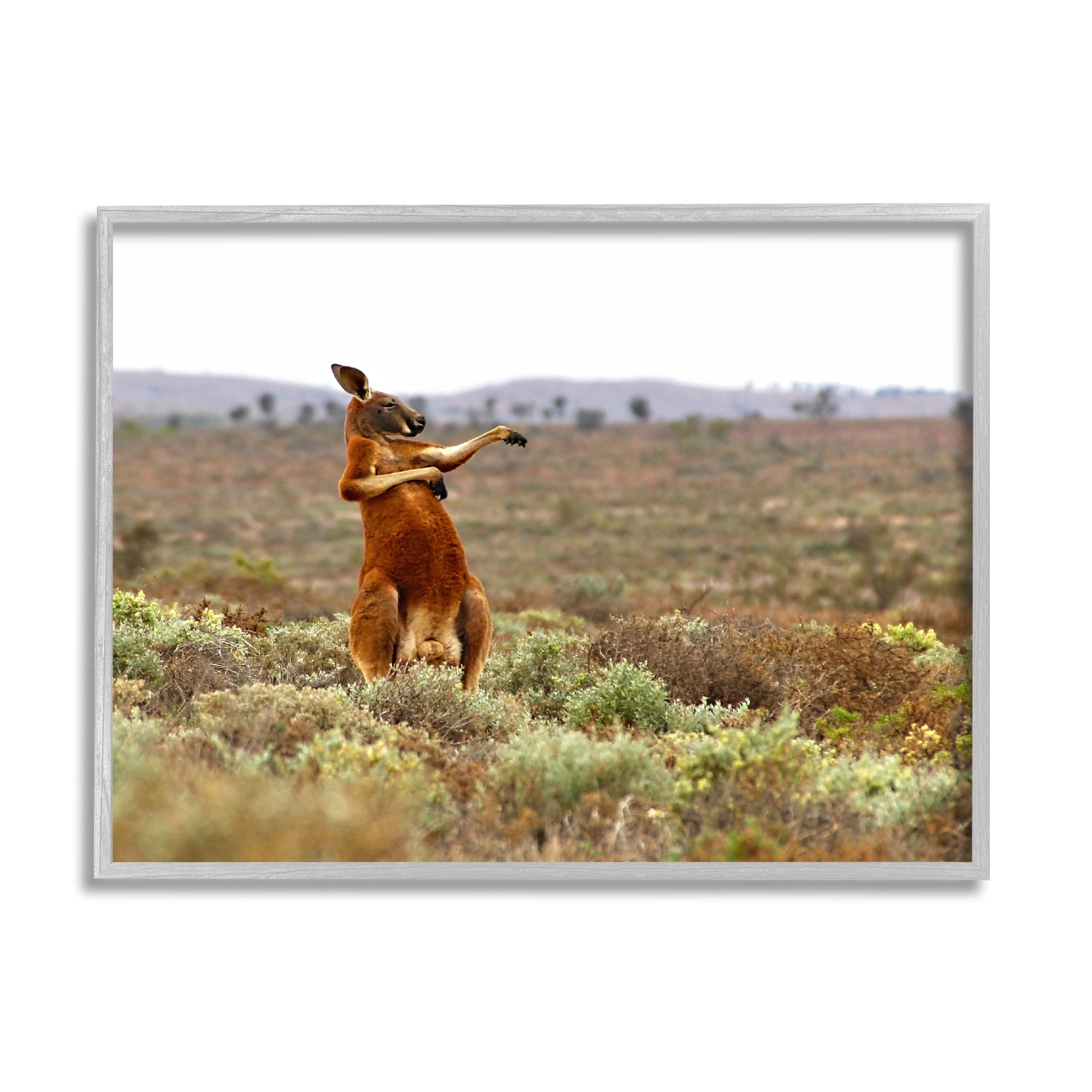 Stupell Industries Kangaroo Savanna Landscape Animals & Insects Photography Gray Framed Art Print Wall Art, 30 x 24