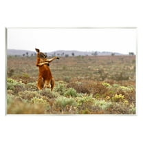 Stupell Industries Kangaroo Savanna Landscape Animals & Insects Photography Unframed Art Print Wall Art, 15 x 10