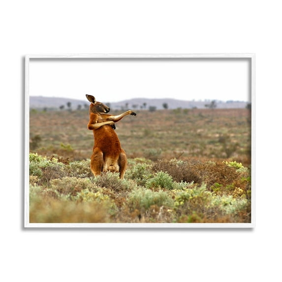 Stupell Industries Kangaroo Savanna Landscape Animals & Insects Photography White Framed Art Print Wall Art, 20 x 16