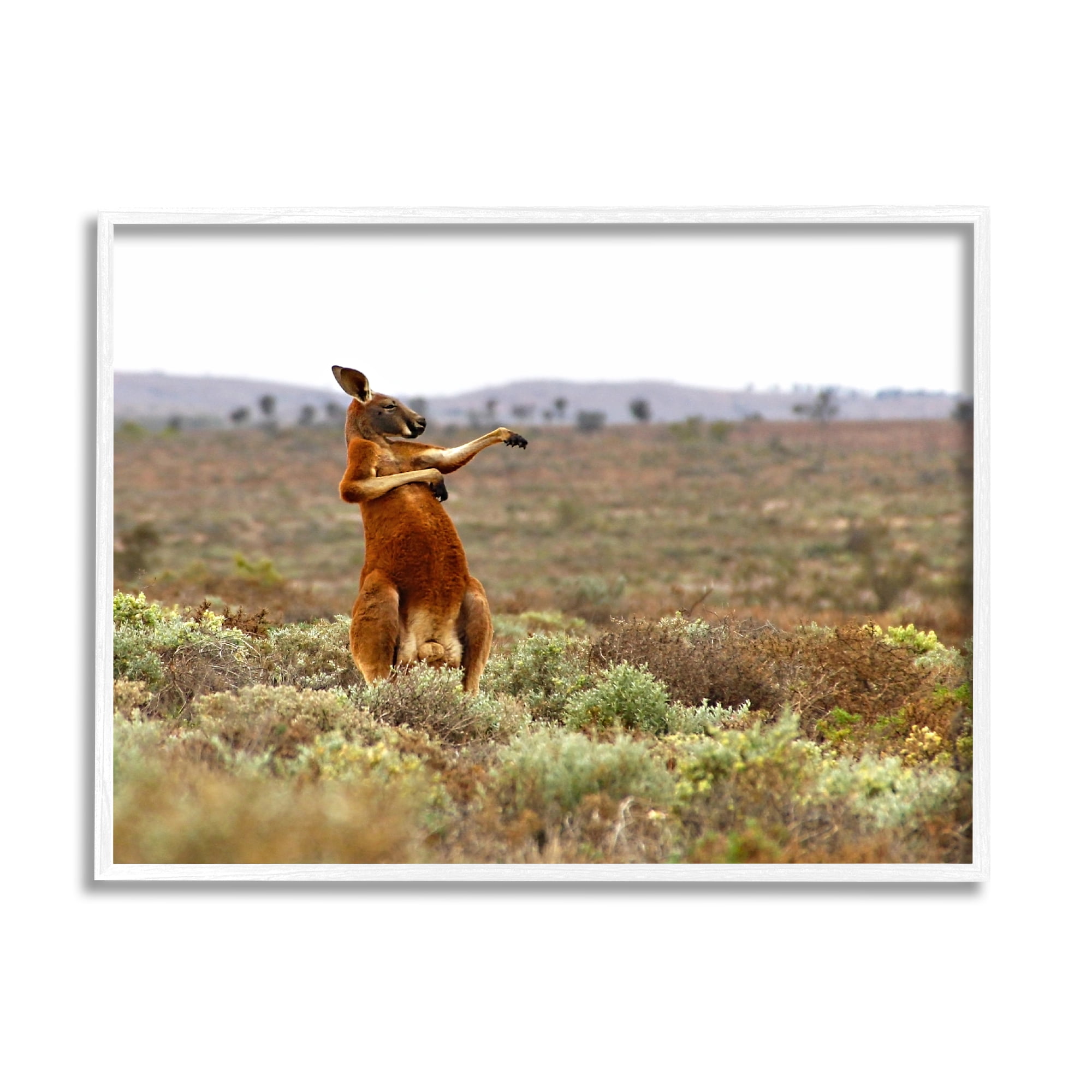 Stupell Industries Kangaroo Savanna Landscape Animals & Insects Photography White Framed Art Print Wall Art, 30 x 24