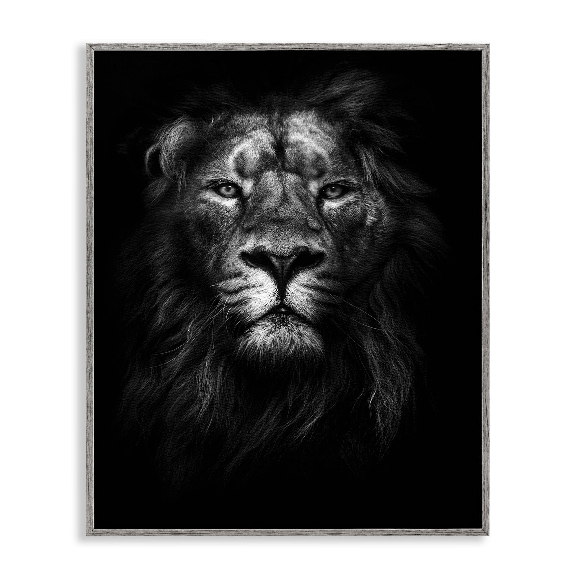 Stupell Industries King of the Jungle Lion In Shadows Black and White Photography, 16 x 20,Design by Design Fabrikken