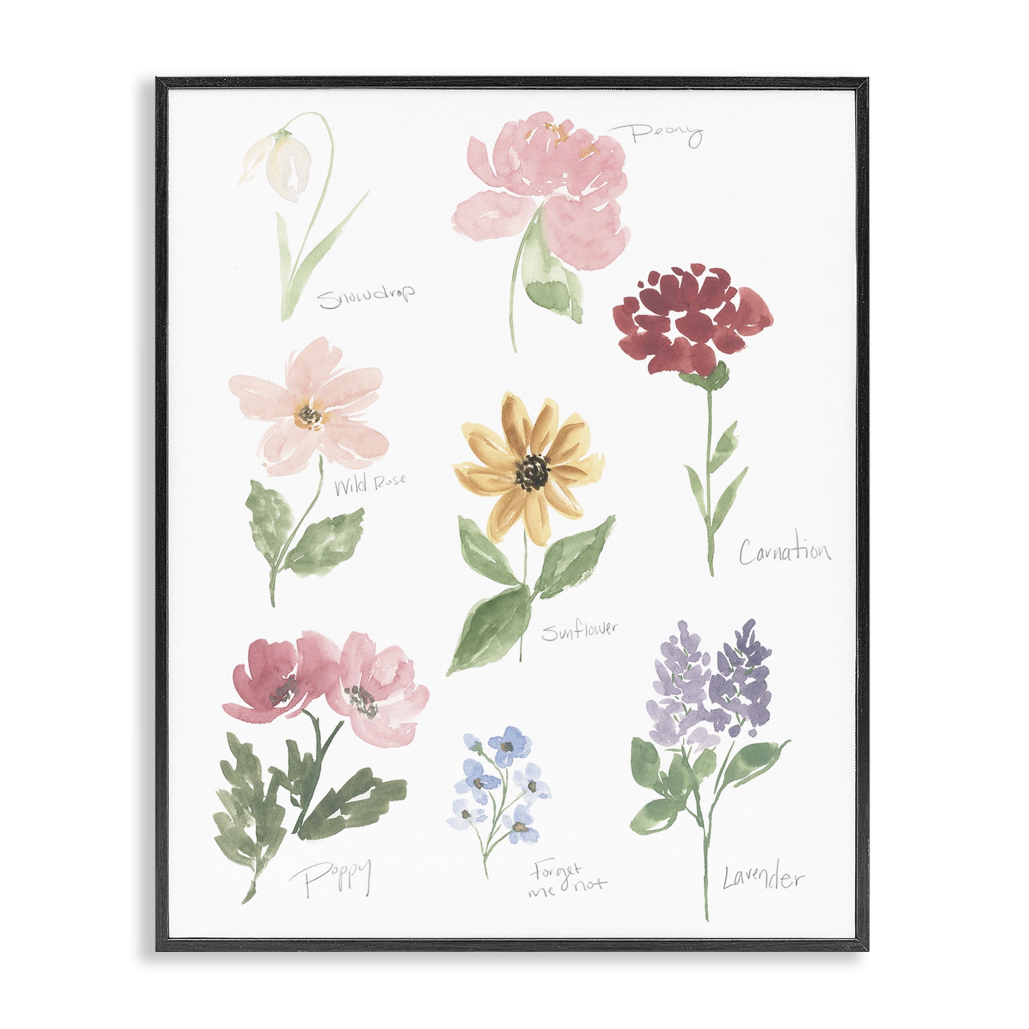 Stupell Industries Labeled Flower Varieties Black Framed Giclee Art, design by Lucille Price
