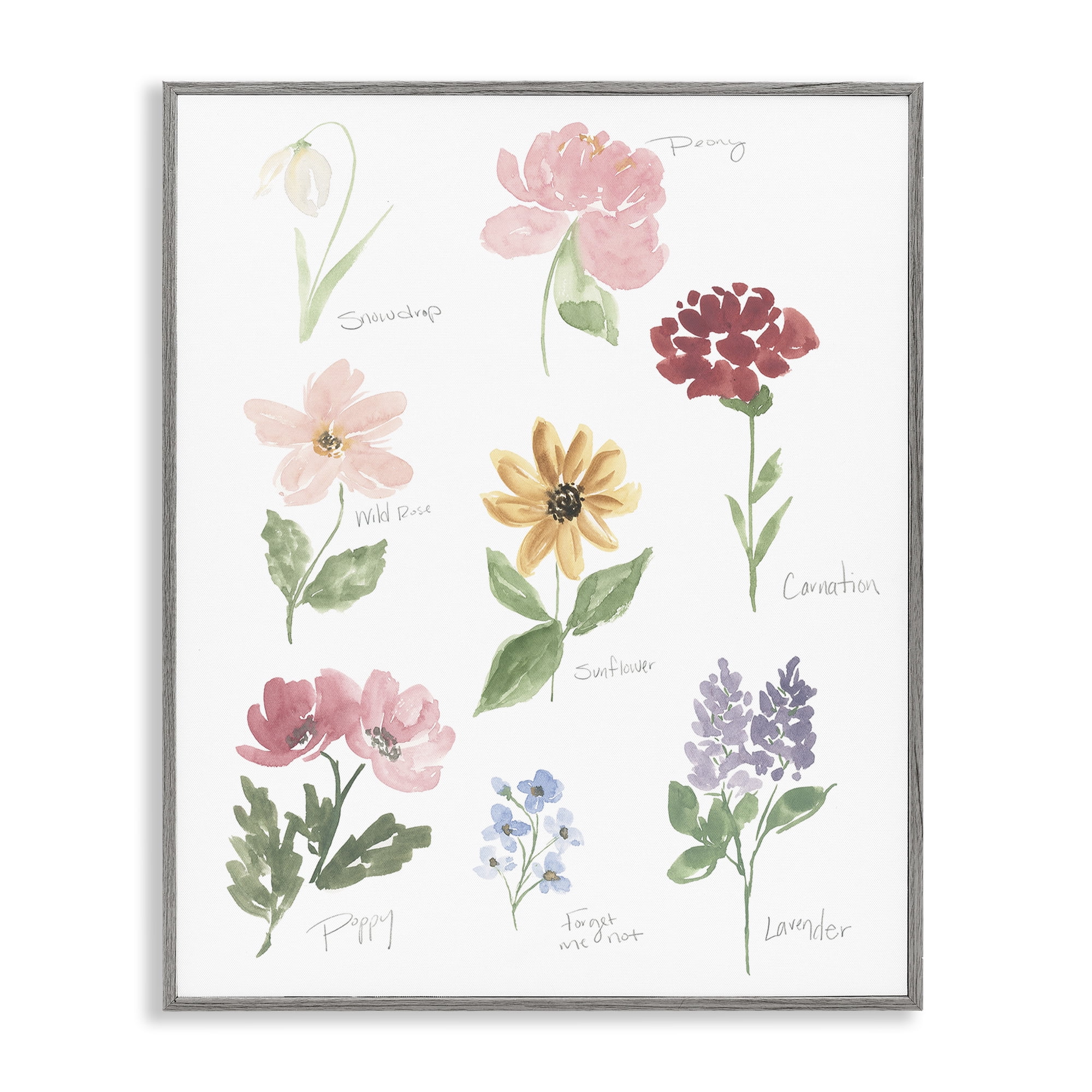 Stupell Industries Labeled Flower Varieties Gray Framed Giclee Art, design by Lucille Price