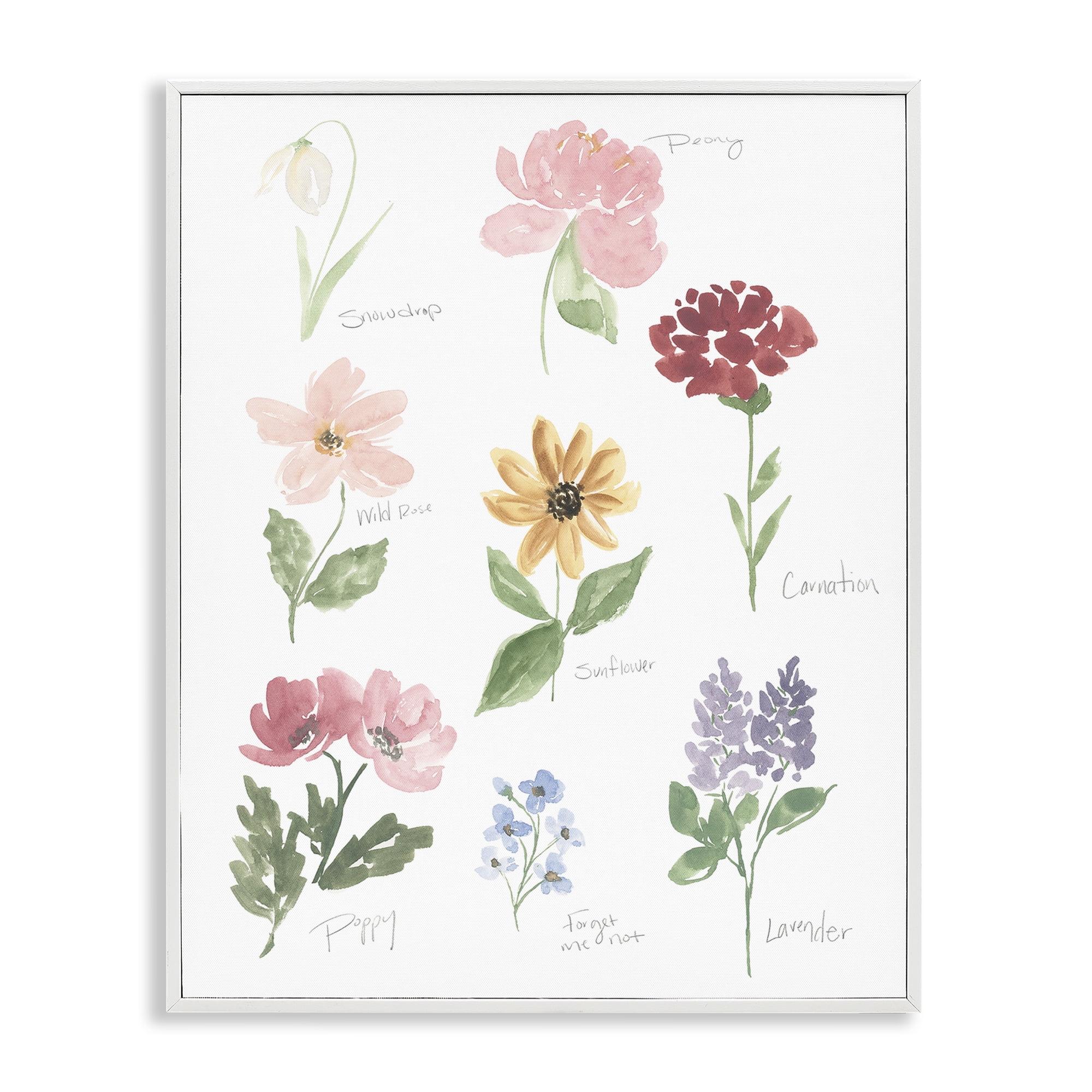 Stupell Industries Labeled Flower Varieties White Framed Giclee Art, design by Lucille Price