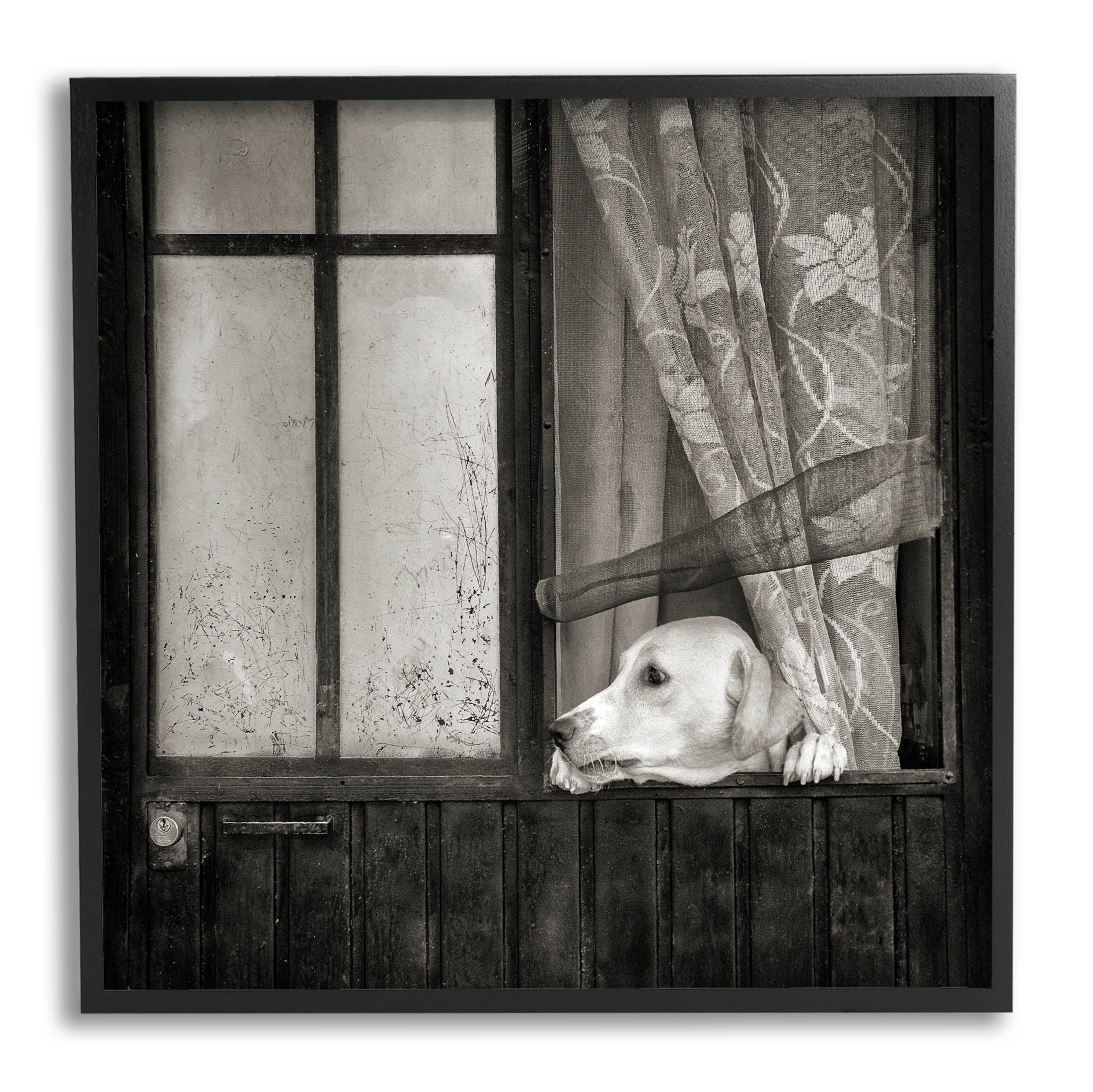 Stupell Industries Labrador Dog Farmhouse Barn Door Photograph Black Framed Art Print Wall Art, Design by David Lorenz