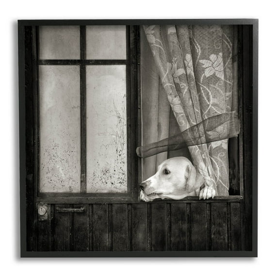 Stupell Industries Labrador Dog Farmhouse Barn Door Photograph Black Framed Art Print Wall Art, Design by David Lorenz