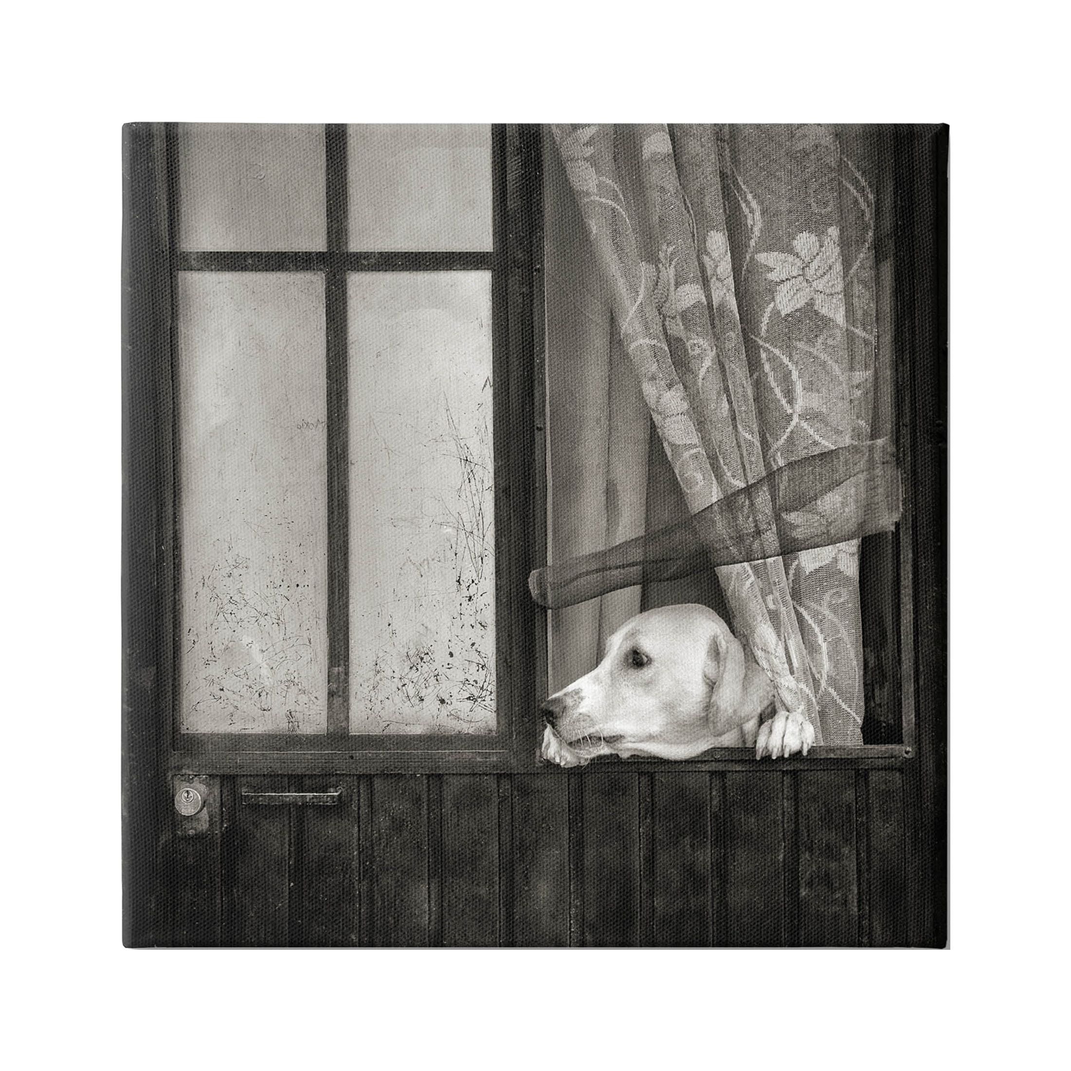 Stupell Industries Labrador Dog Farmhouse Barn Door Photograph Gallery Wrapped Canvas Print Wall Art, Design by David Lorenz