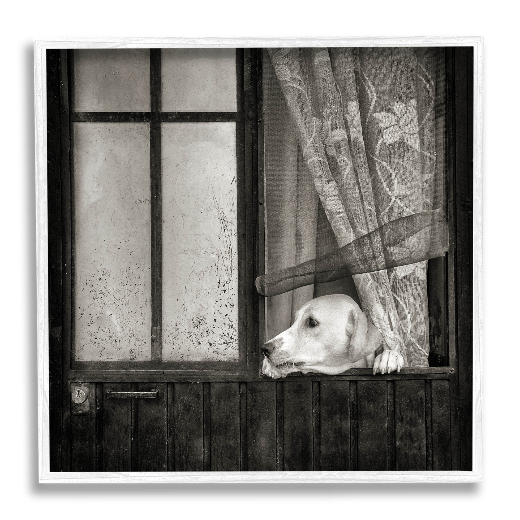 Stupell Industries Labrador Dog Farmhouse Barn Door Photograph White Framed Art Print Wall Art, Design by David Lorenz